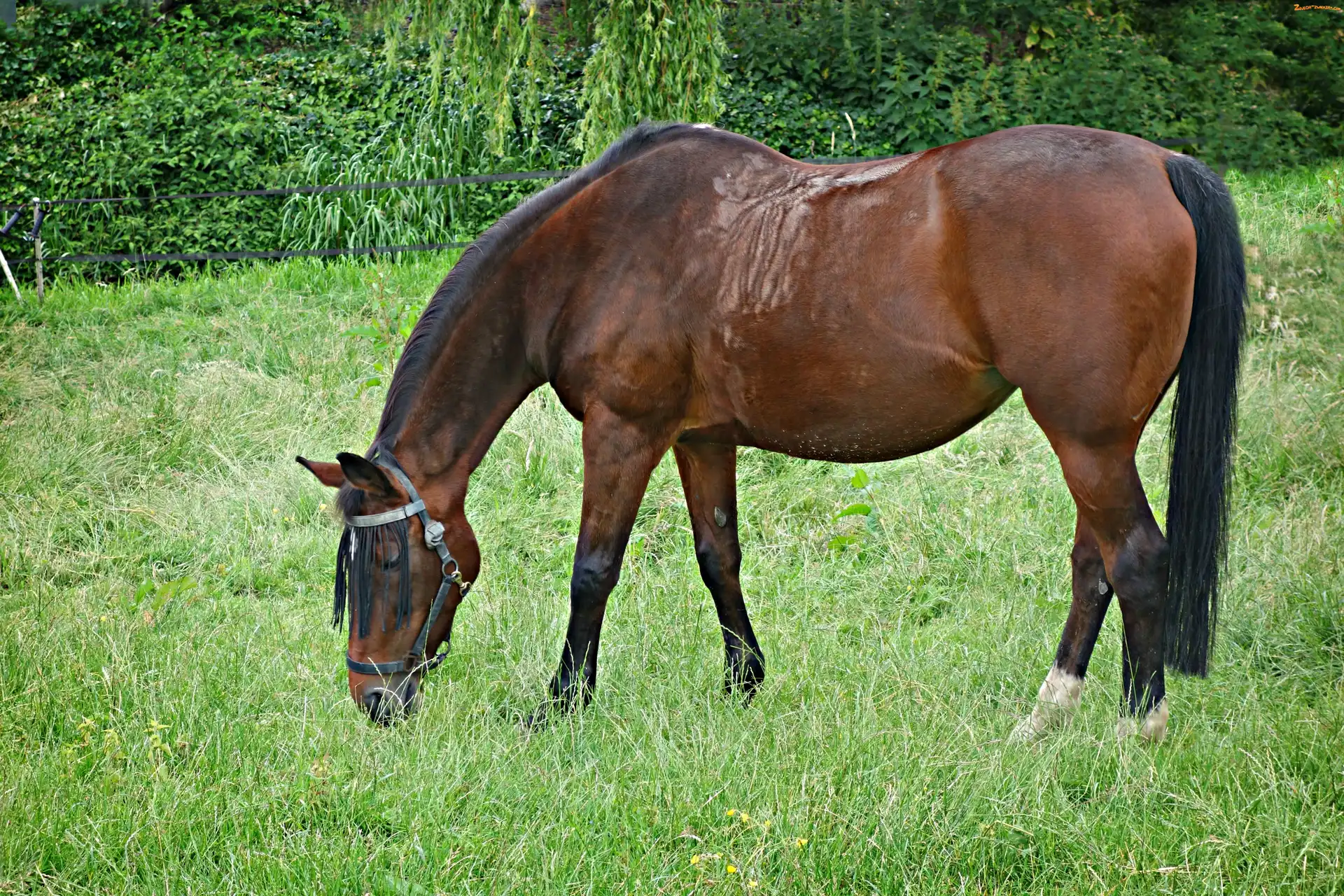 Koń, Trawa