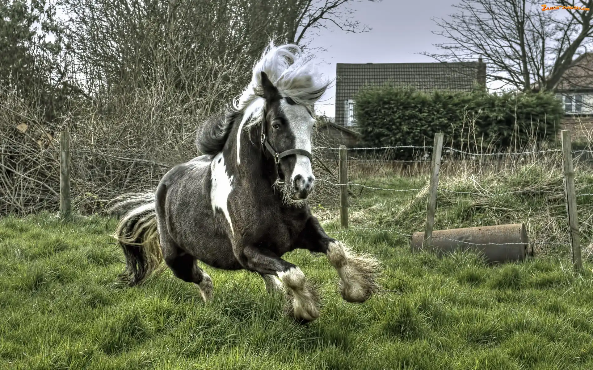 Trawa, Koń, Galop