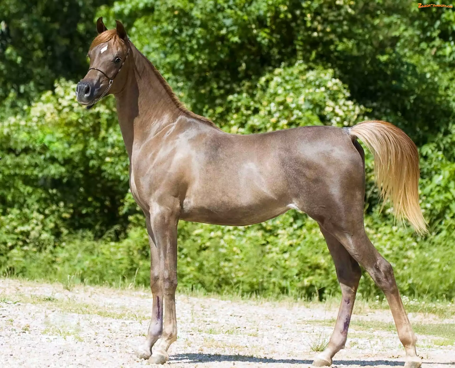 Zieleń, Koń, Arab
