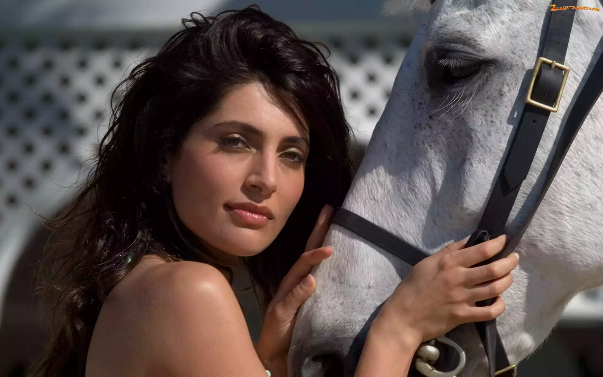 Konia, Caterina Murino, Głowa