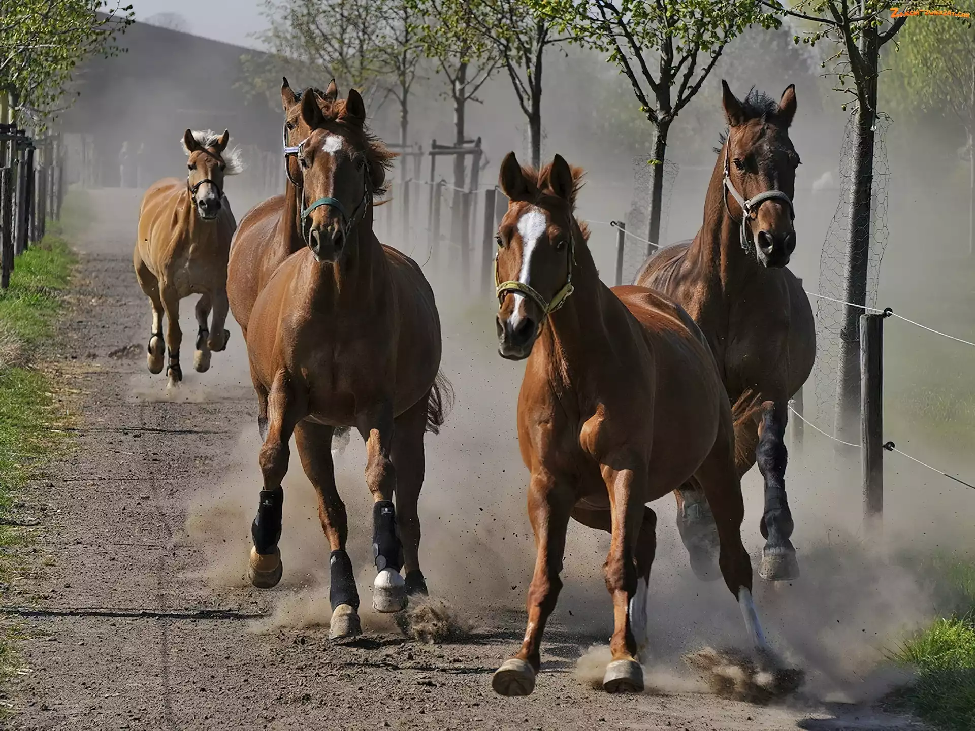 Drzewa, Konie, Galop