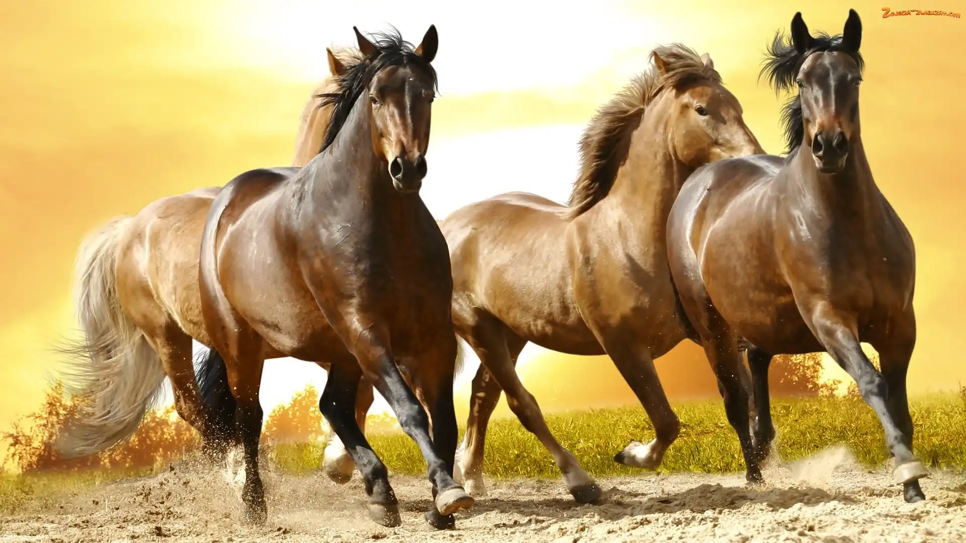 Konie, Droga, Dzikie, Galop