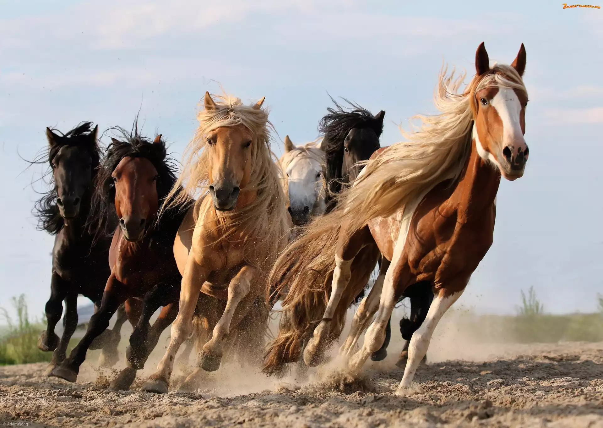Galop, Konie, Bieg