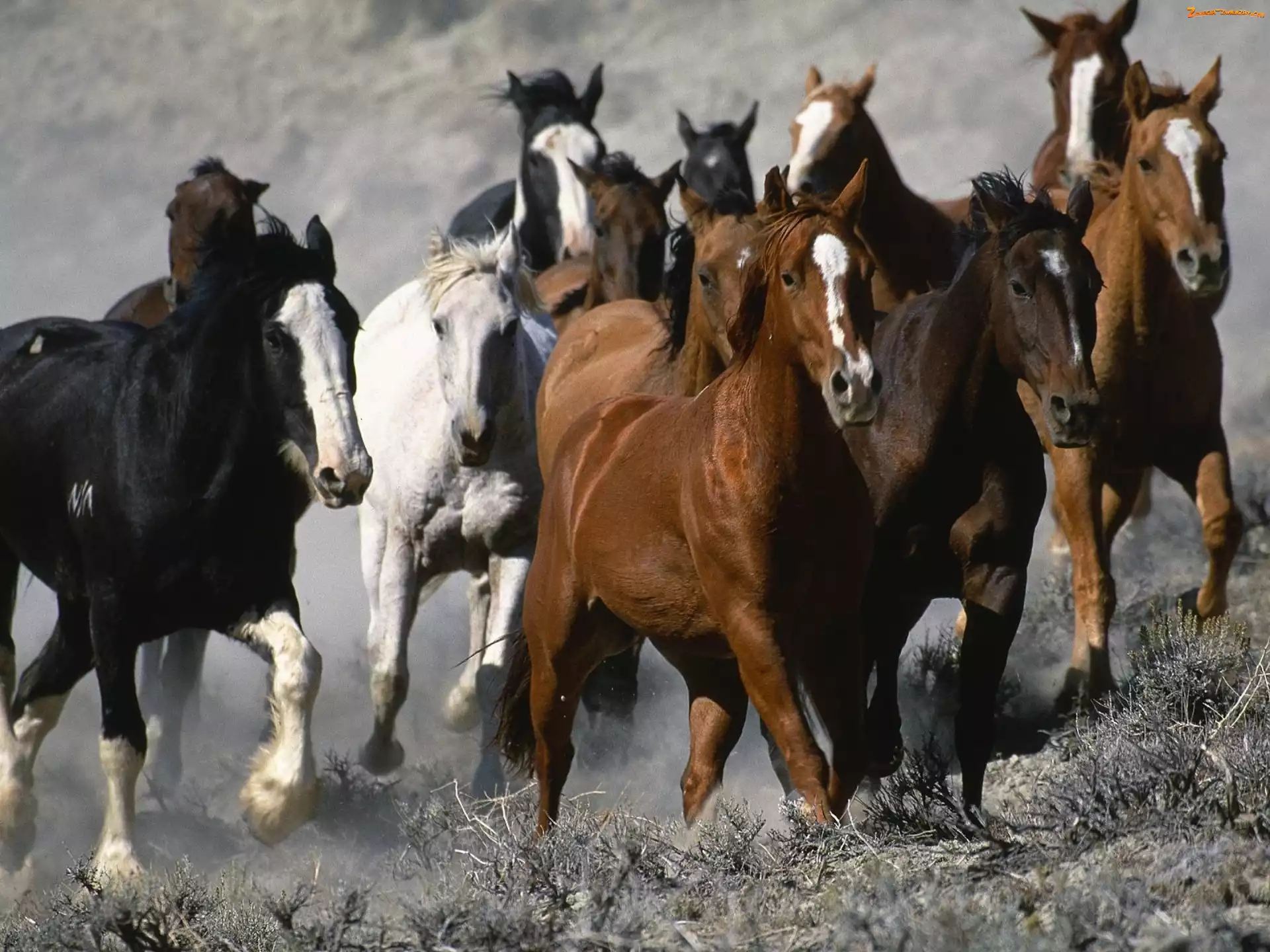Galop, Konie, Stado