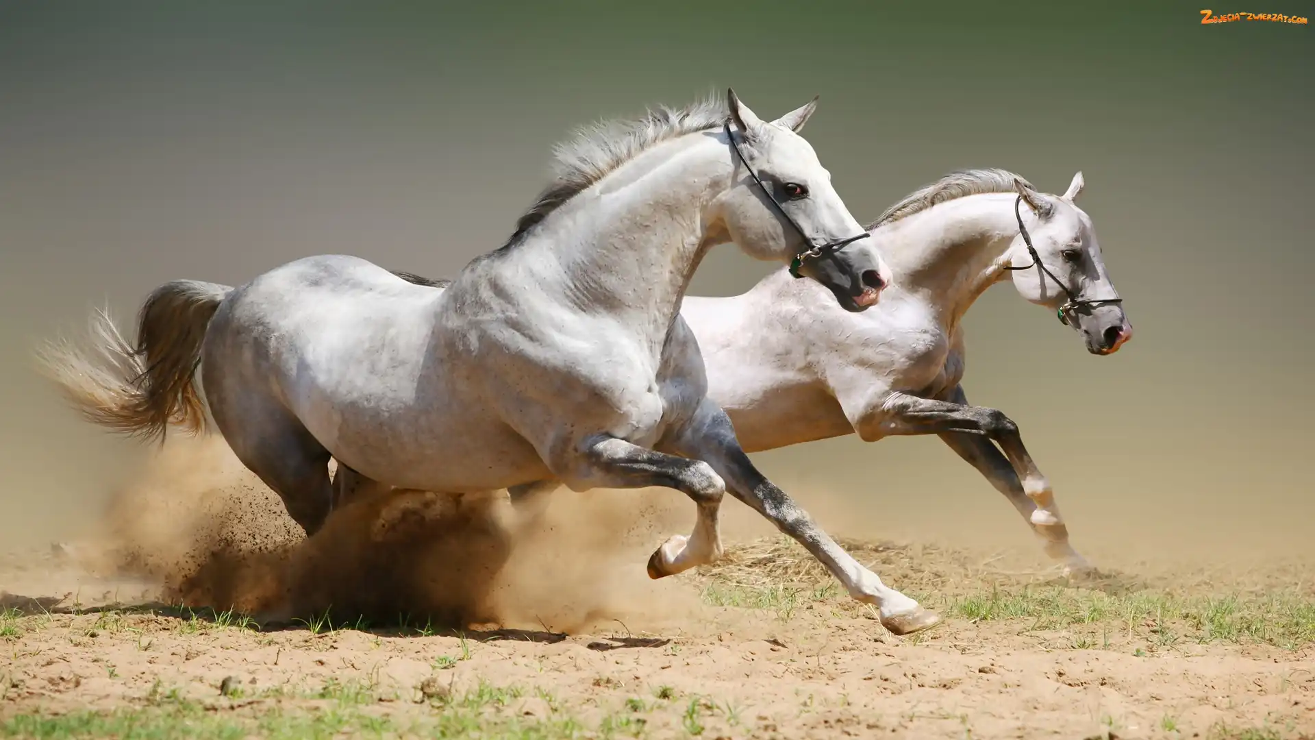 Konie, Galop