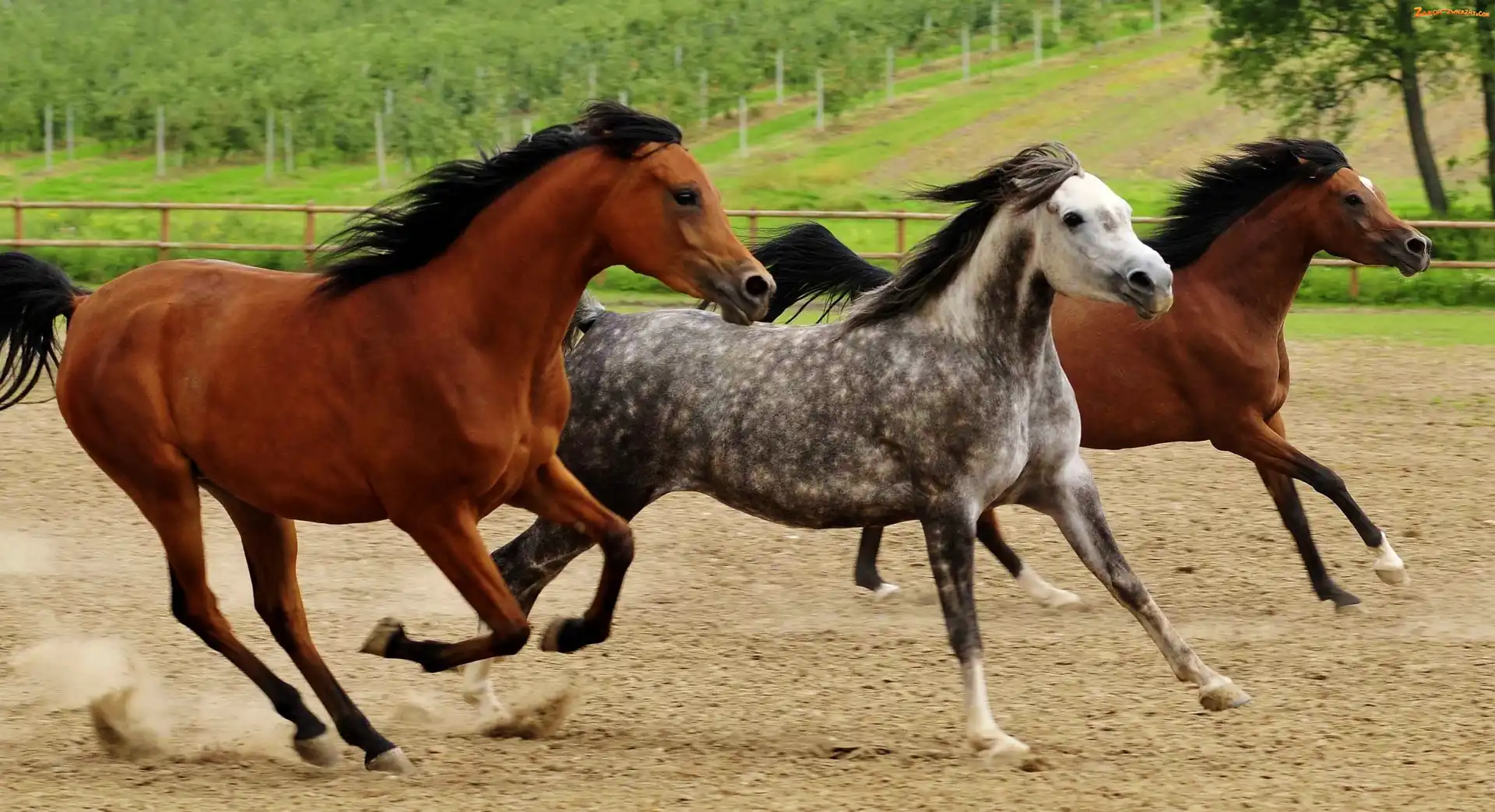 Grzywy, Konie, Galop