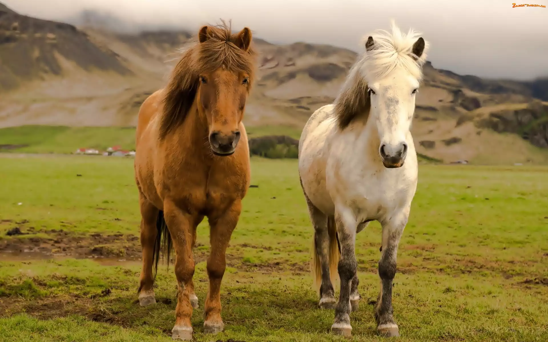 Łąka, Islandia, Konie, Góry