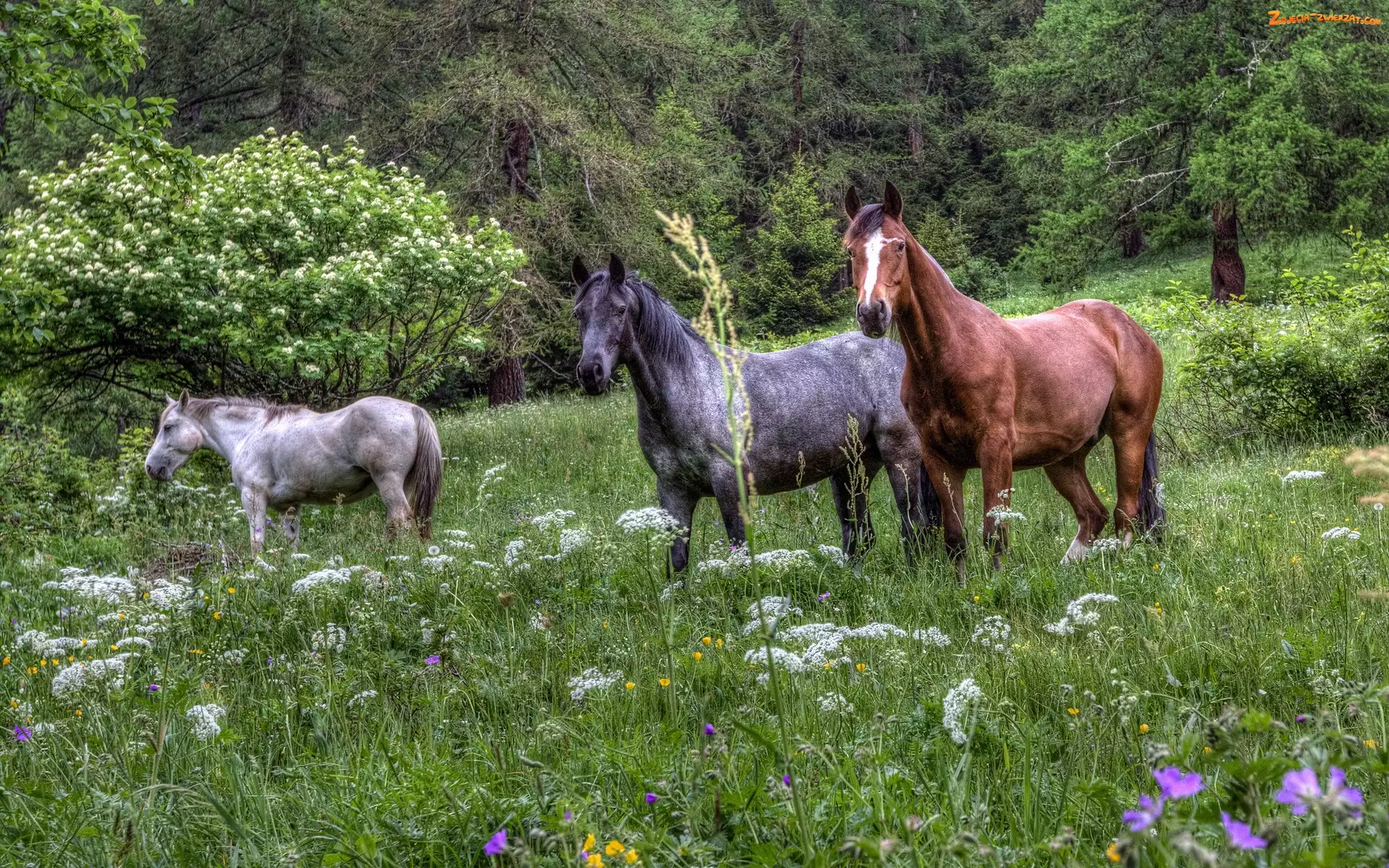 HDR, Las, Łąka, Konie, Kwiaty