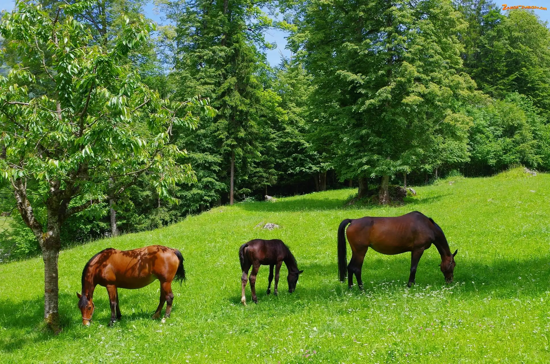 Lato, Konie, Łąka