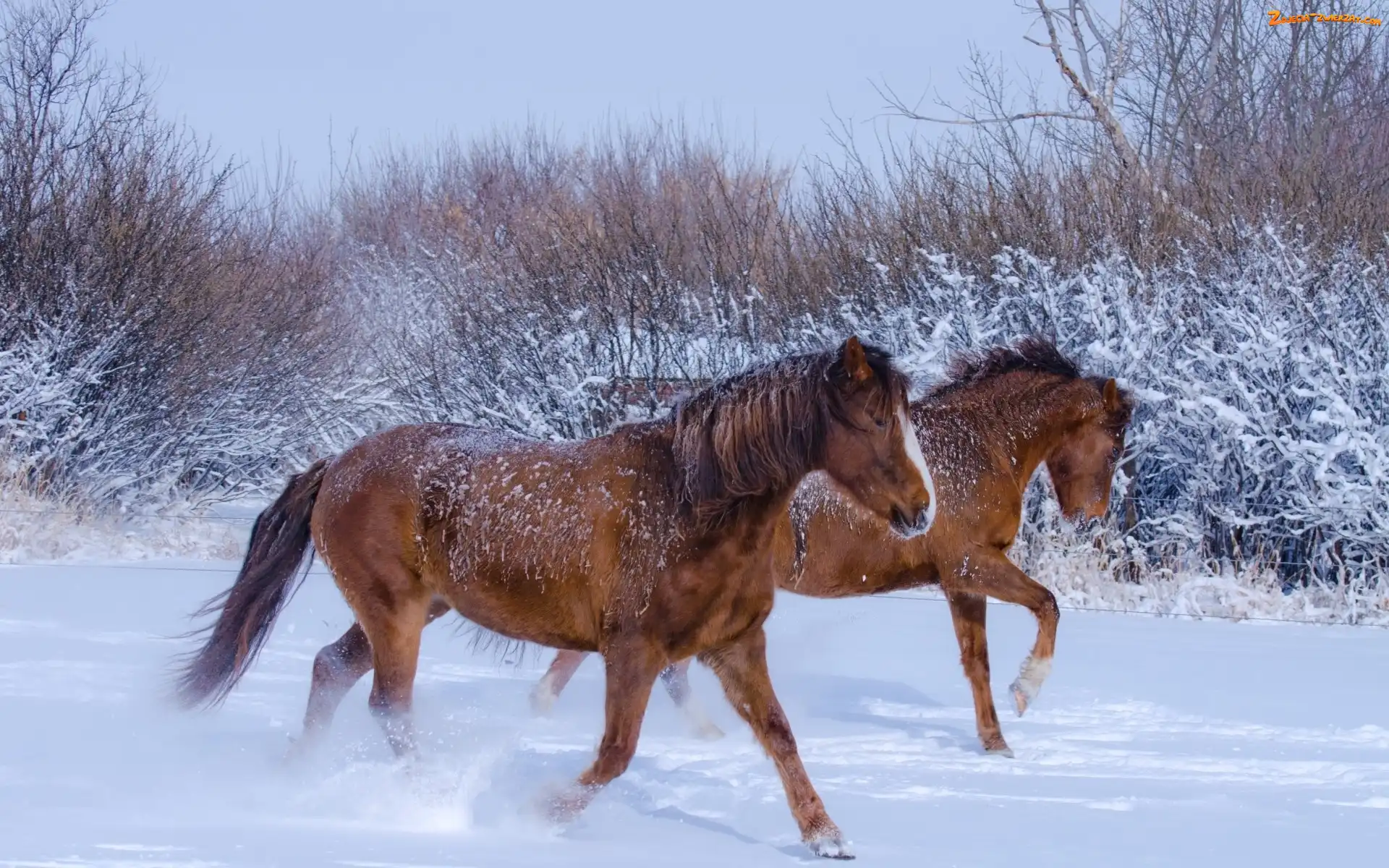 Śnieg, Konie, Galop