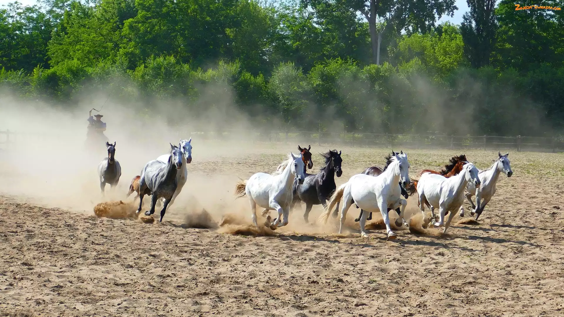 Piasek, Konie, Galop
