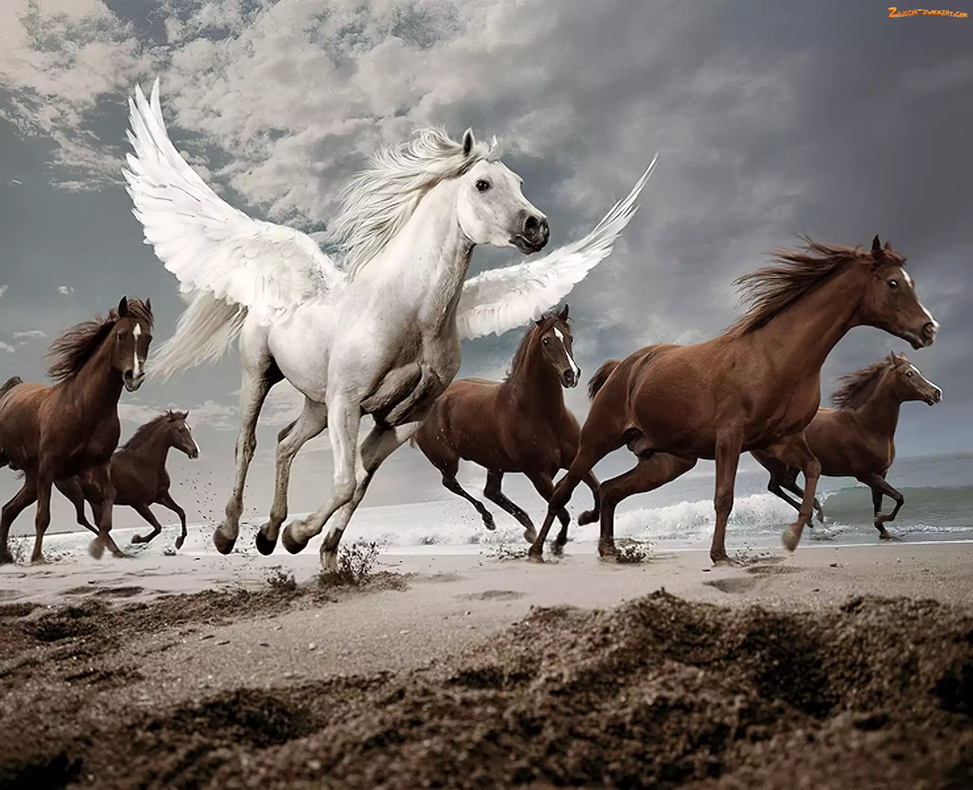 Skrzydła, Konie, Galop