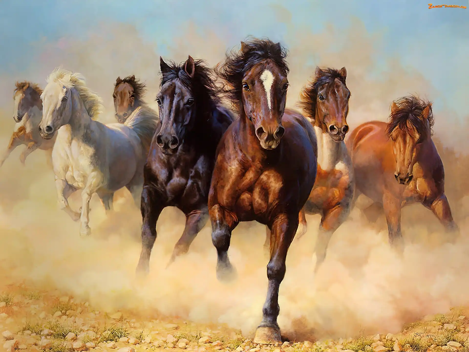 Stado, Konie, Galop