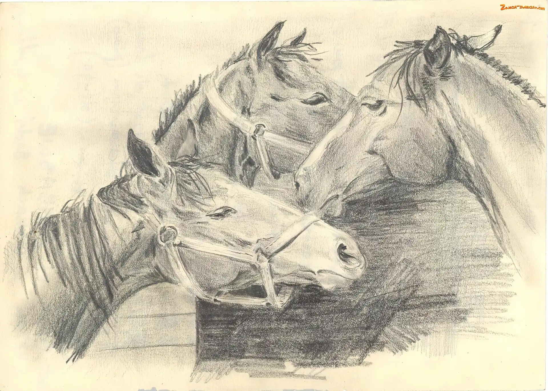 Szkic, Konie