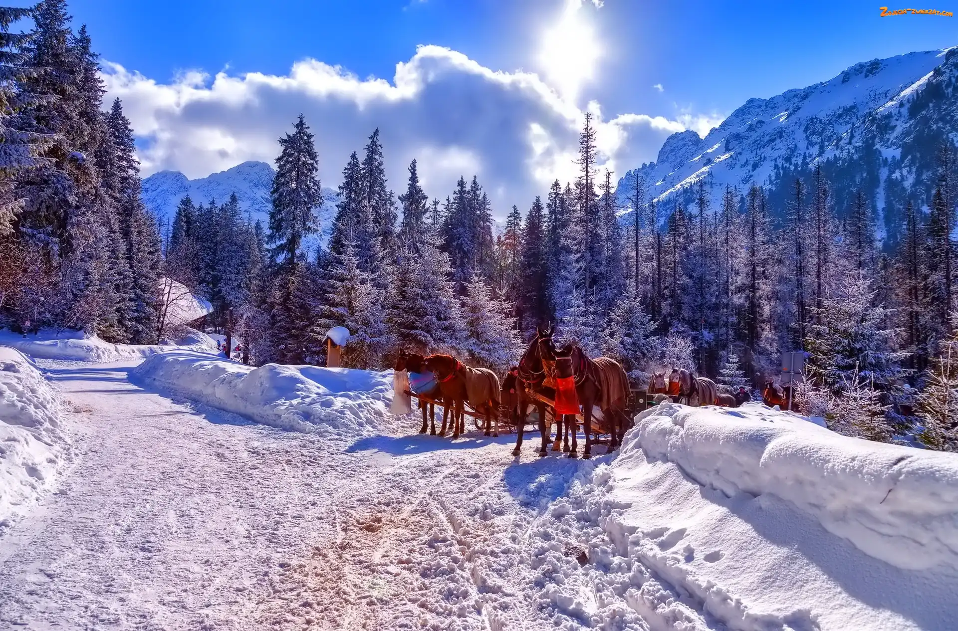 Konie, Góry, Polska, Tatry, Zima, Zaprzęg