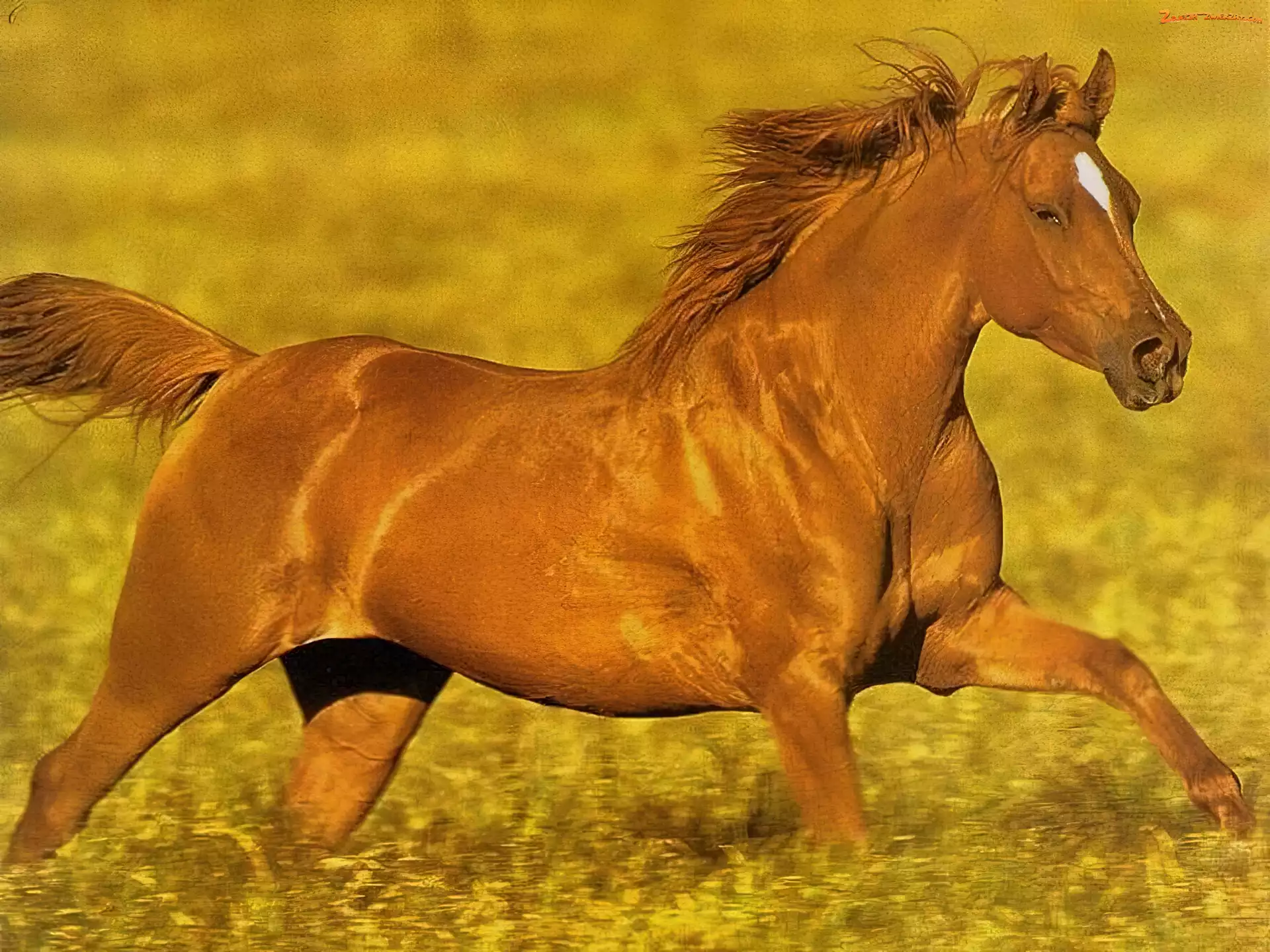 Konik, Galop, Kasztanowy, Łąka