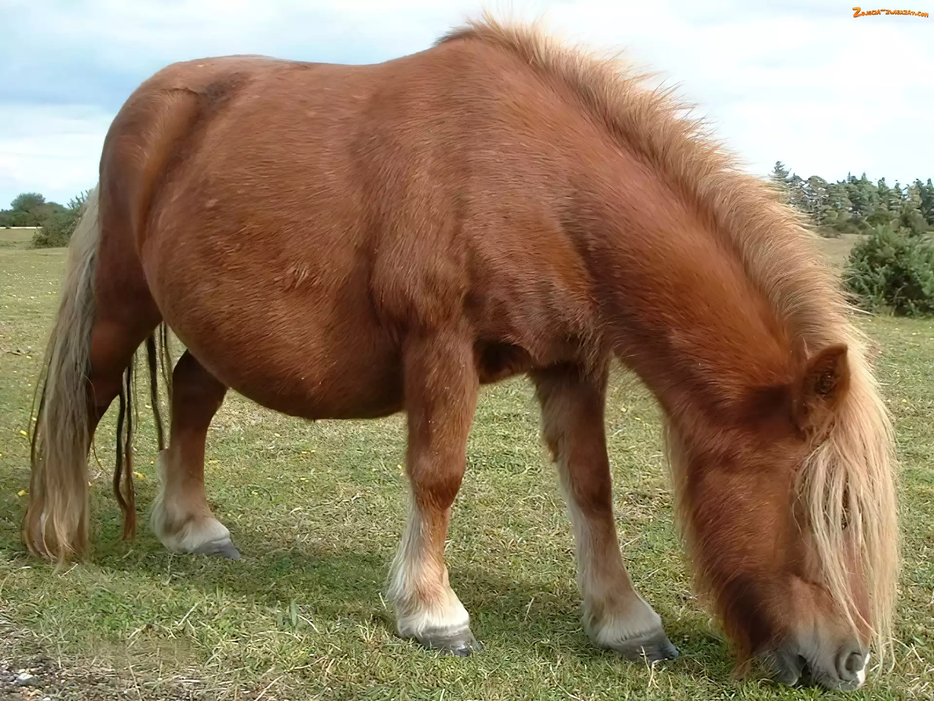Pastwisku, Konik, Na