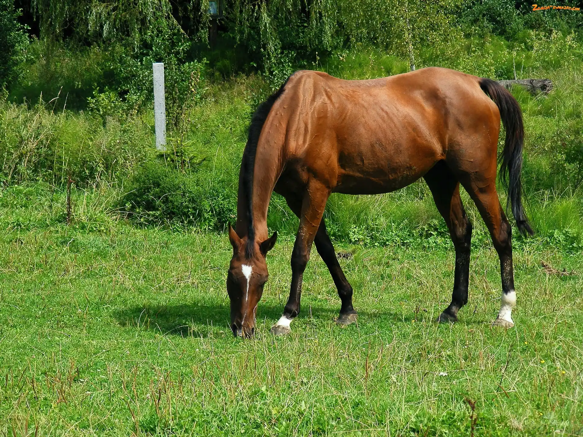 Trawa, Konik