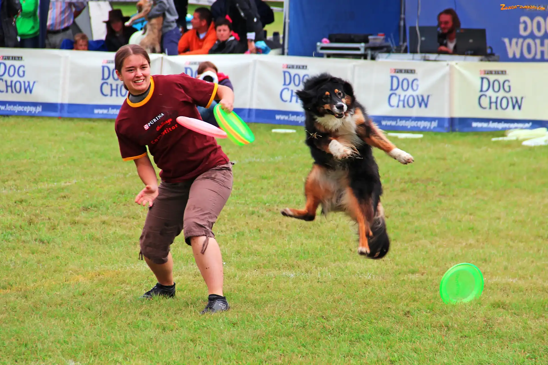 Frisbee, Konkurs, Pies