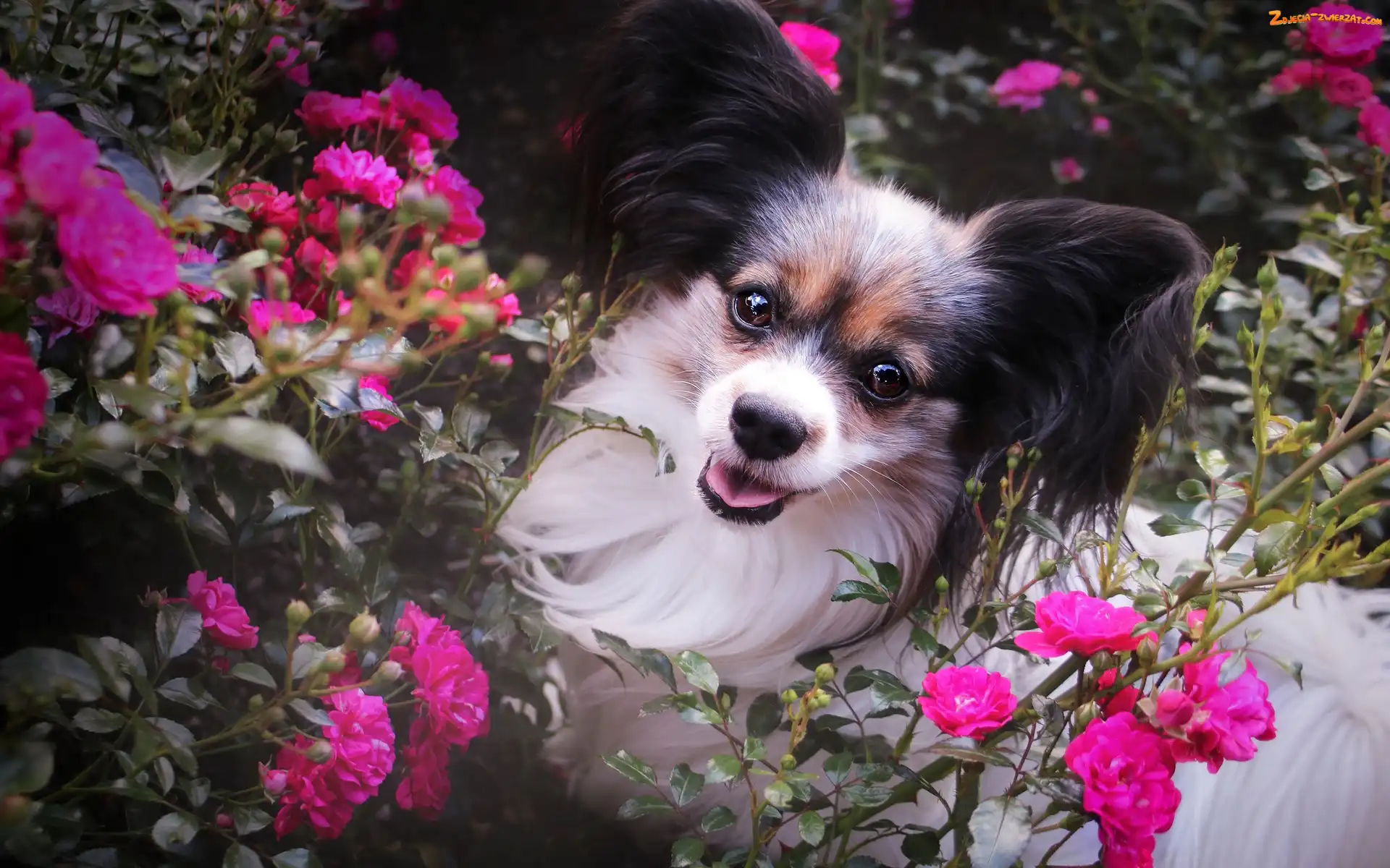 Spaniel kontynentalny miniaturowy Papillon, Róże, Pies, Kwiaty