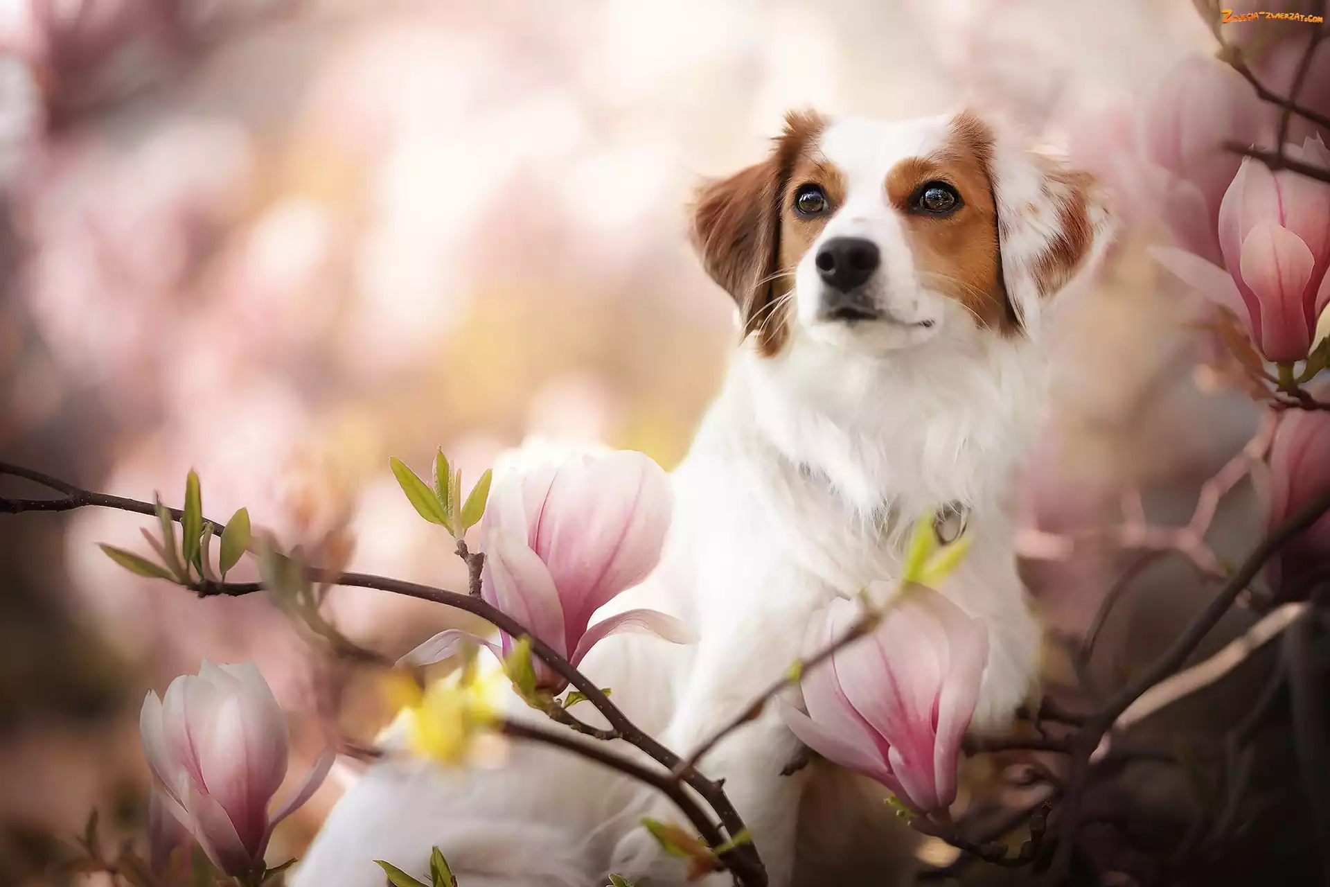 Kooikerhondje, Kwiaty, Płochacz holenderski, Magnolia