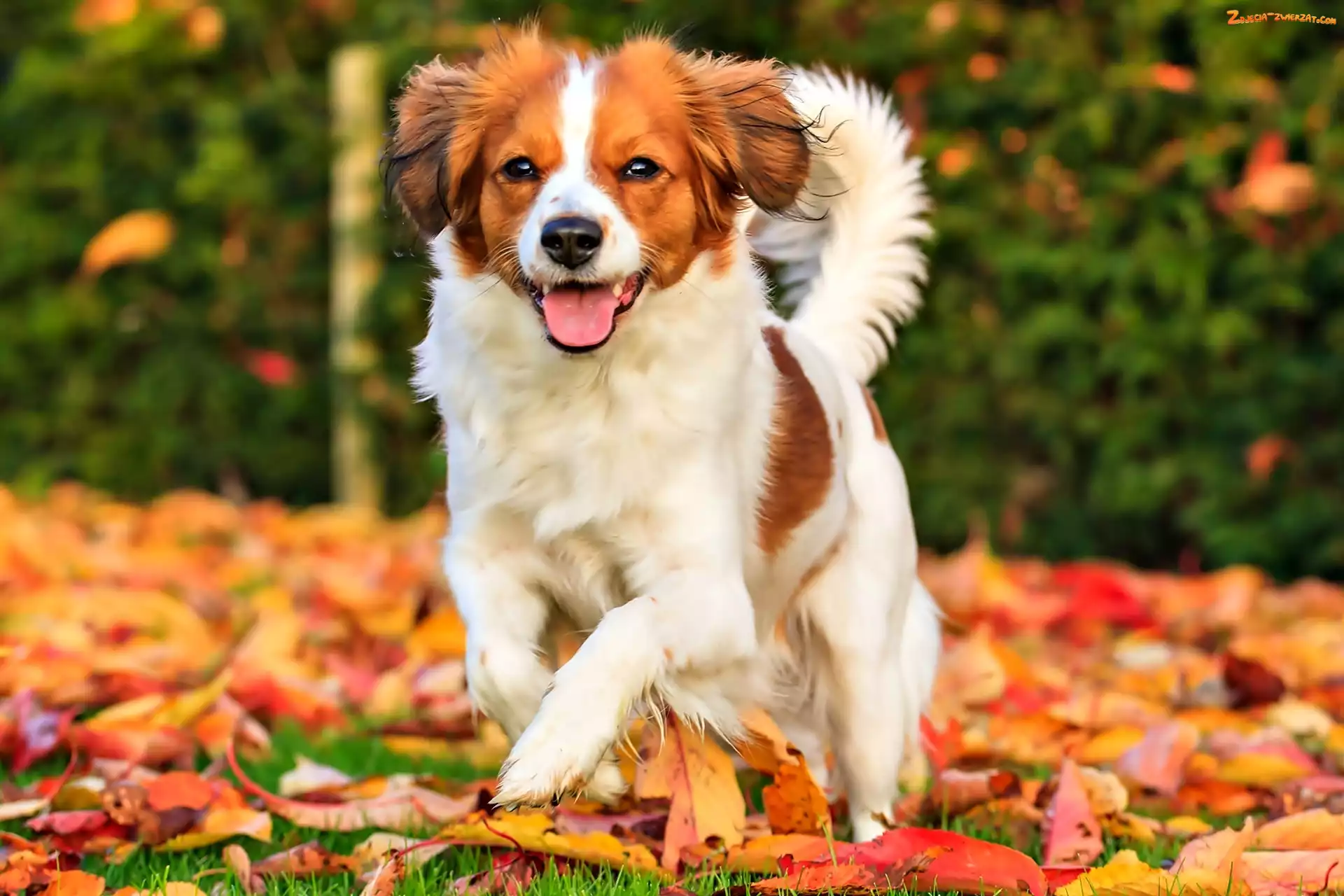Kooikerhondje, Liście, Płochacz holenderski, Jesień