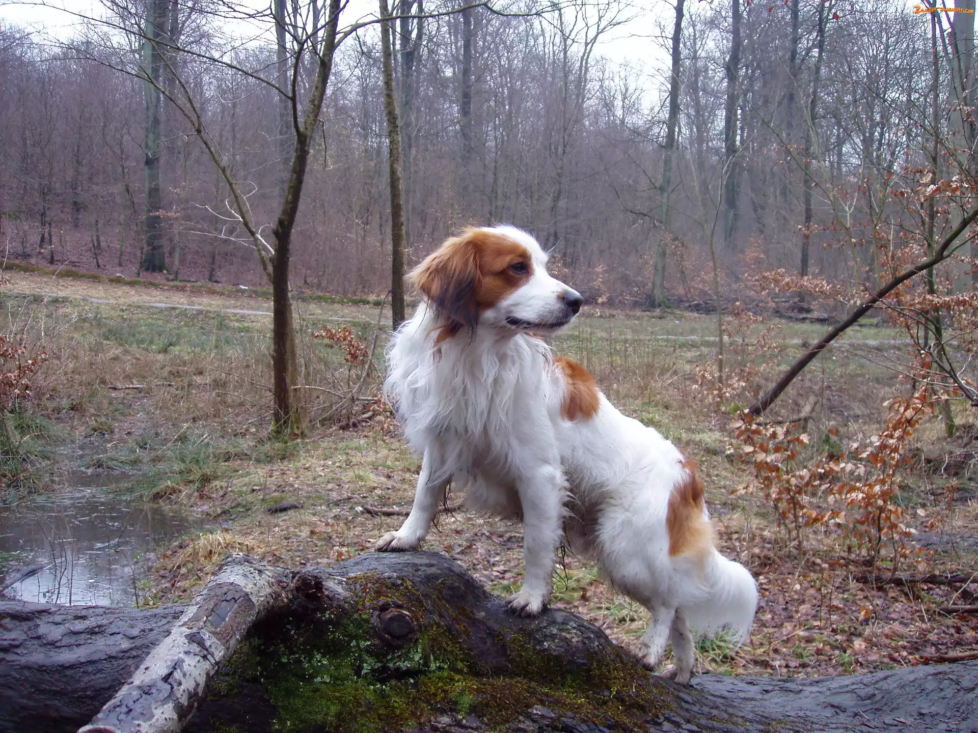 Kooikerhondje, woda, Płochacz holenderski, las