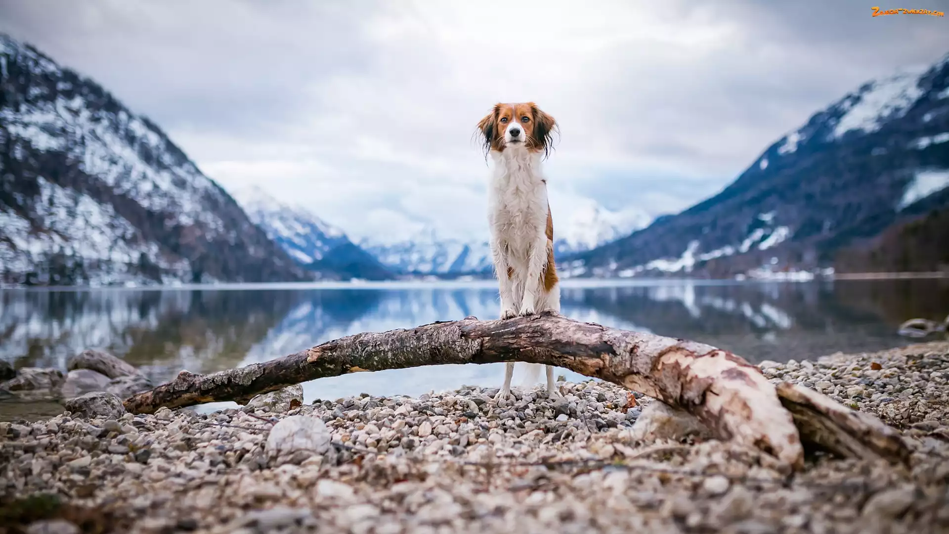 Góry, Kooikerhondje, Pies, Kłoda, Woda, Płochacz holenderski, Kamienie
