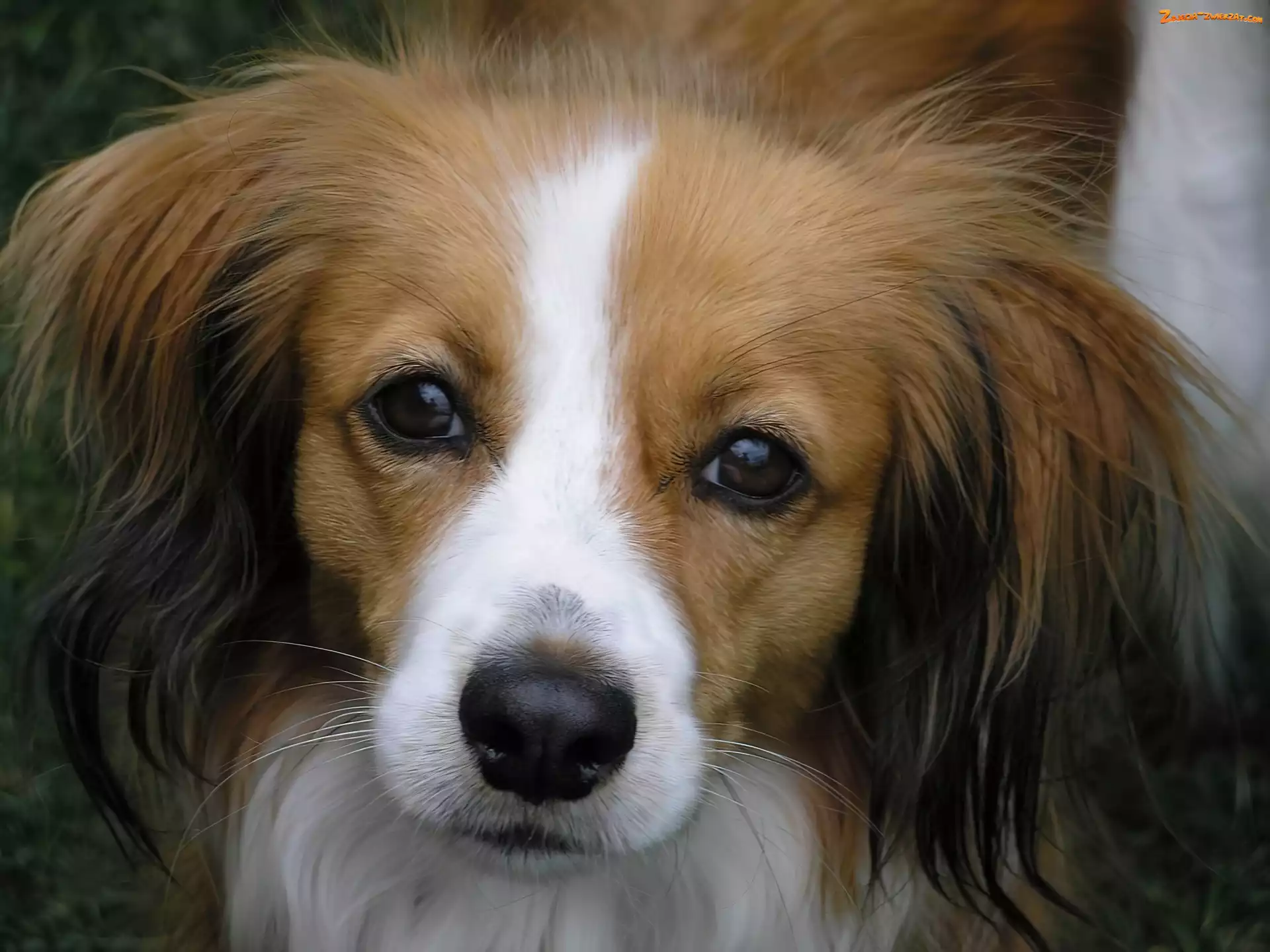 Kooikerhondje, mordka, Płochacz holenderski