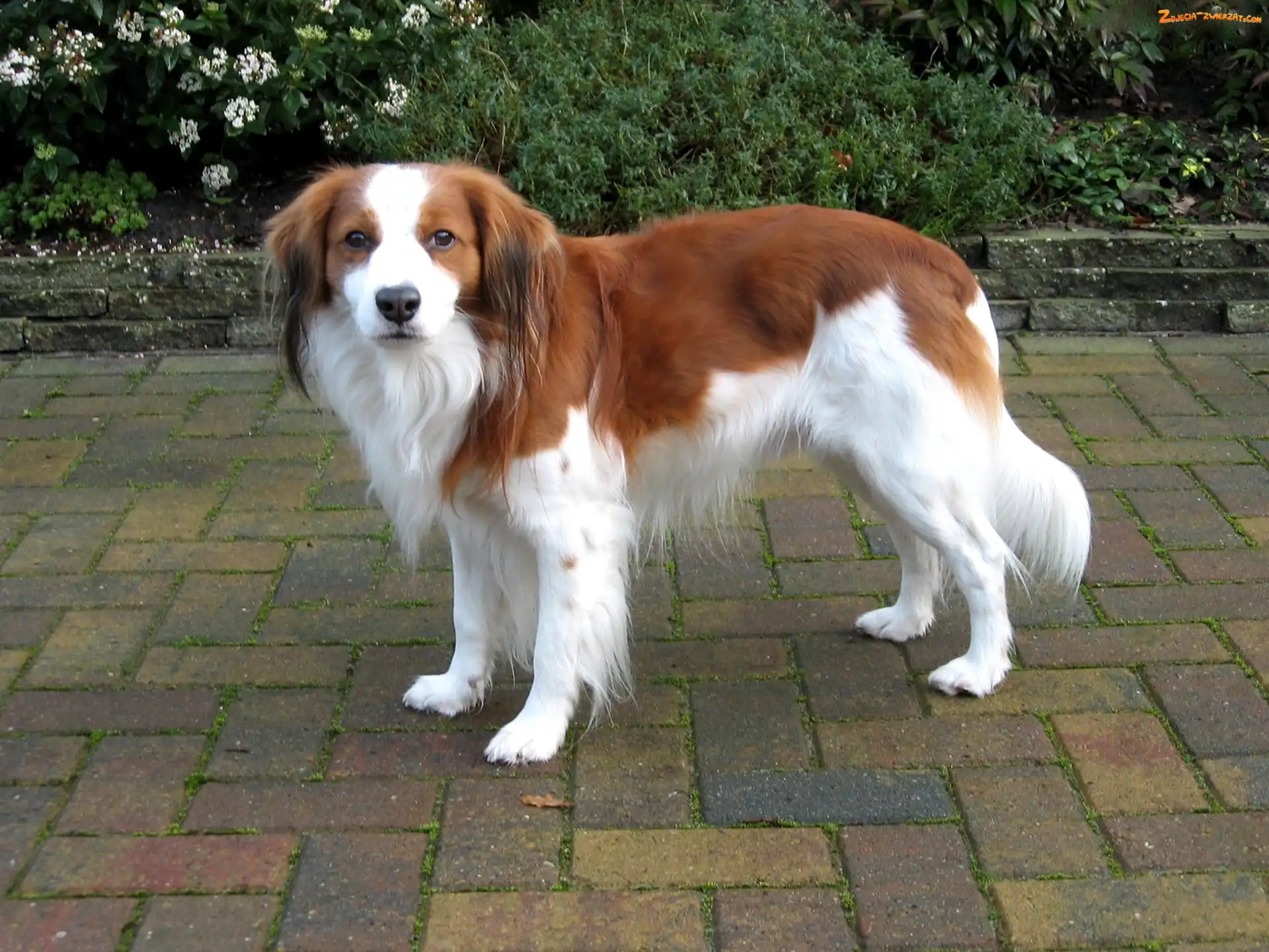 Kooikerhondje, biało-rudy, Płochacz holenderski