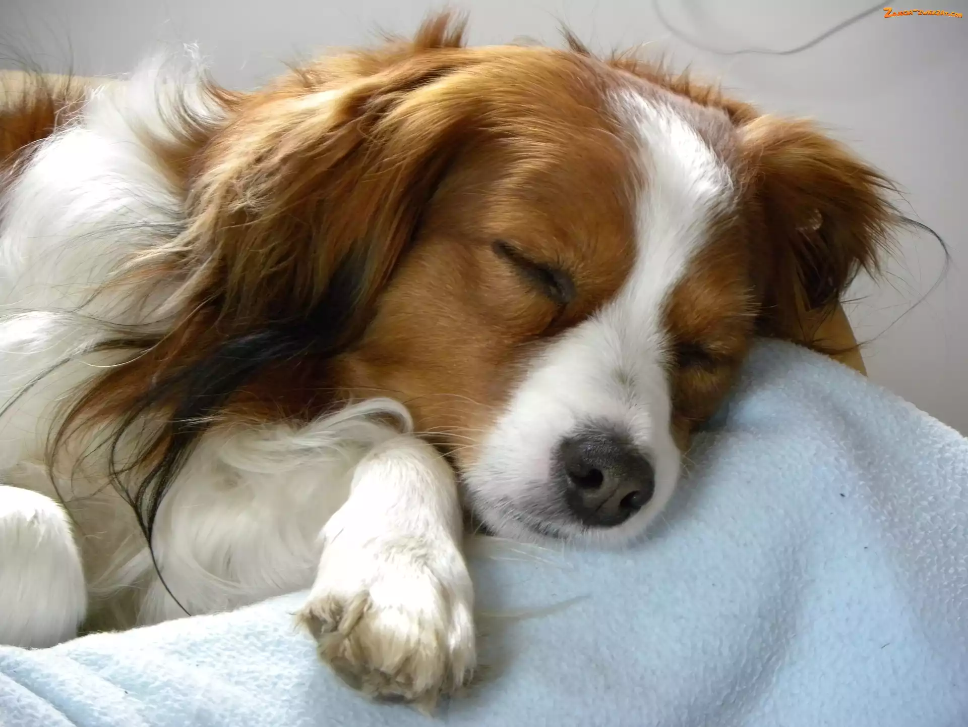 Kooikerhondje, śpiący, Płochacz holenderski
