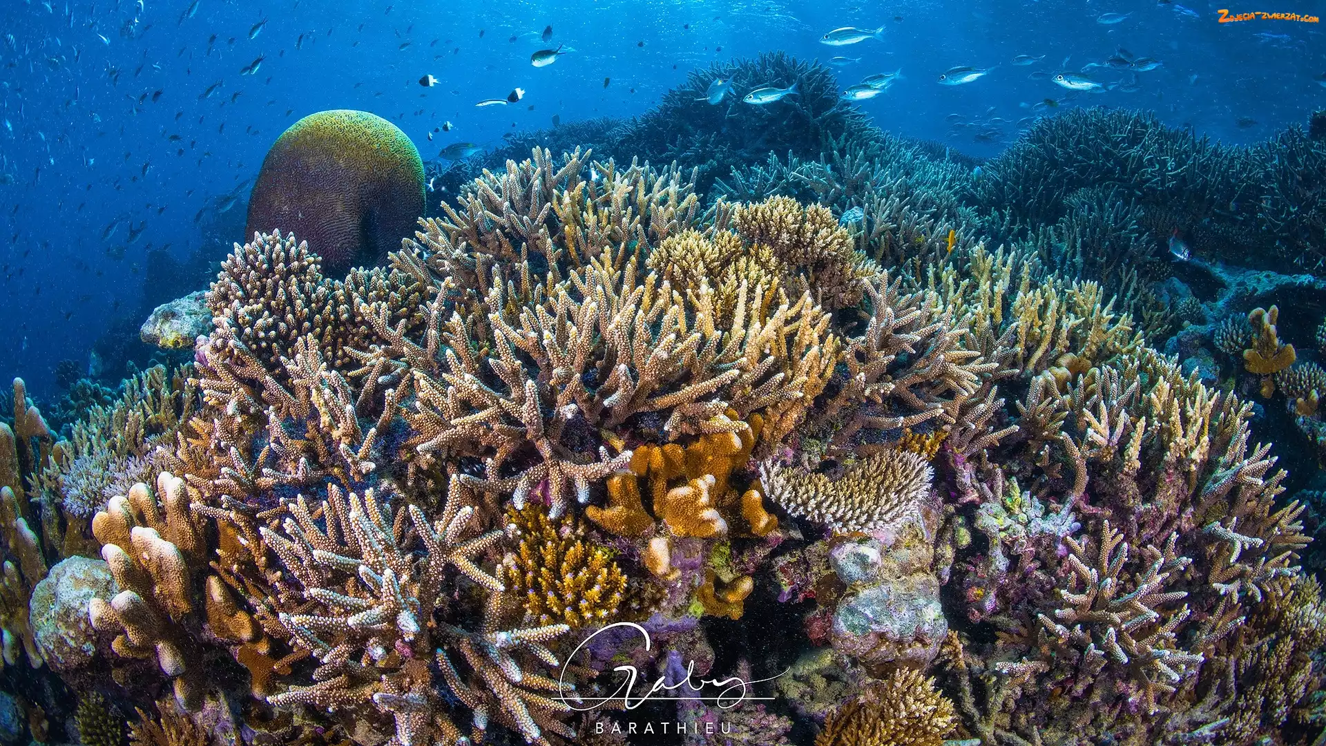 Morze, Koralowce, Rafa koralowa, Ryby