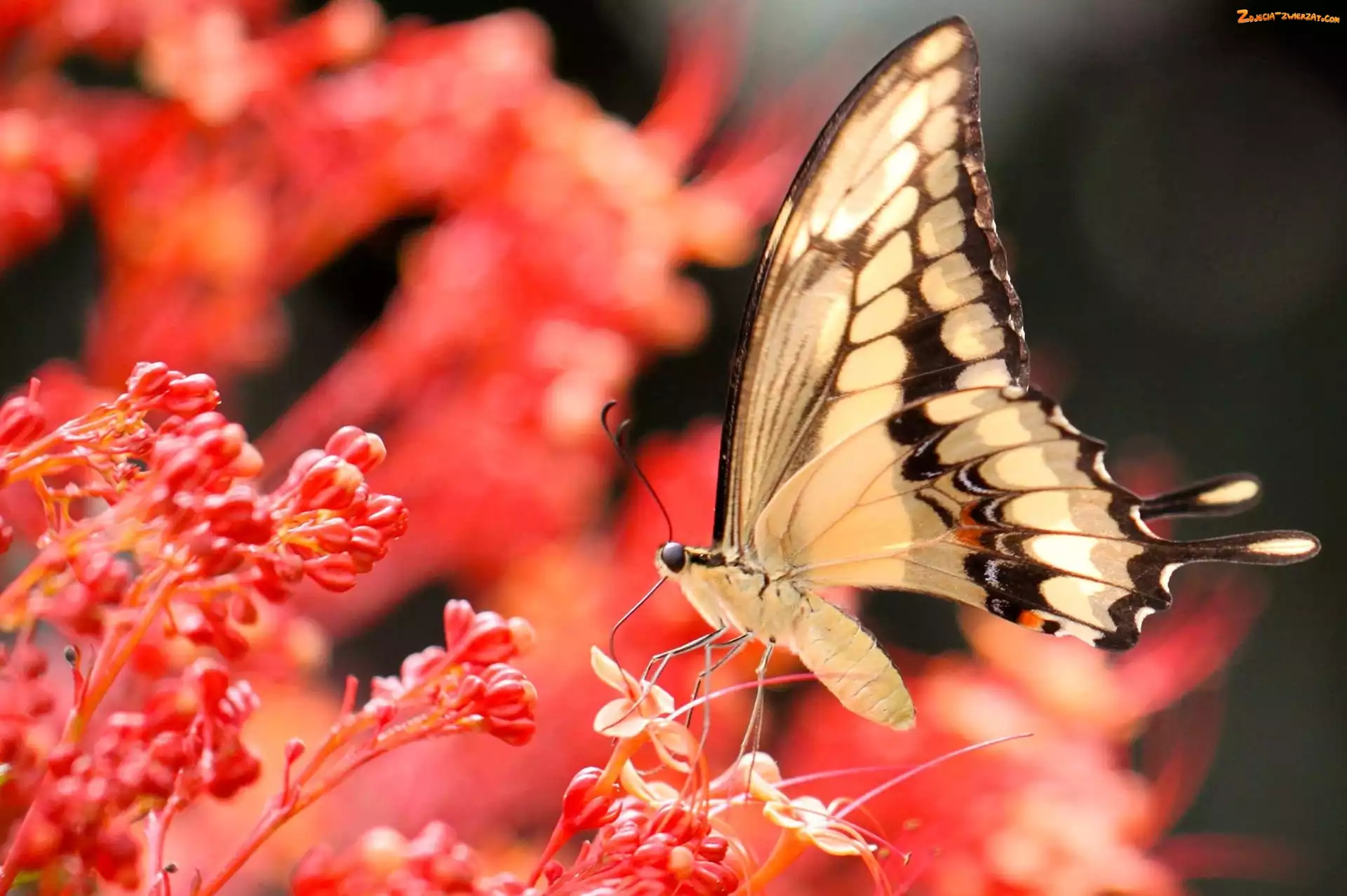 Motyl, Koralowe, Kwiaty