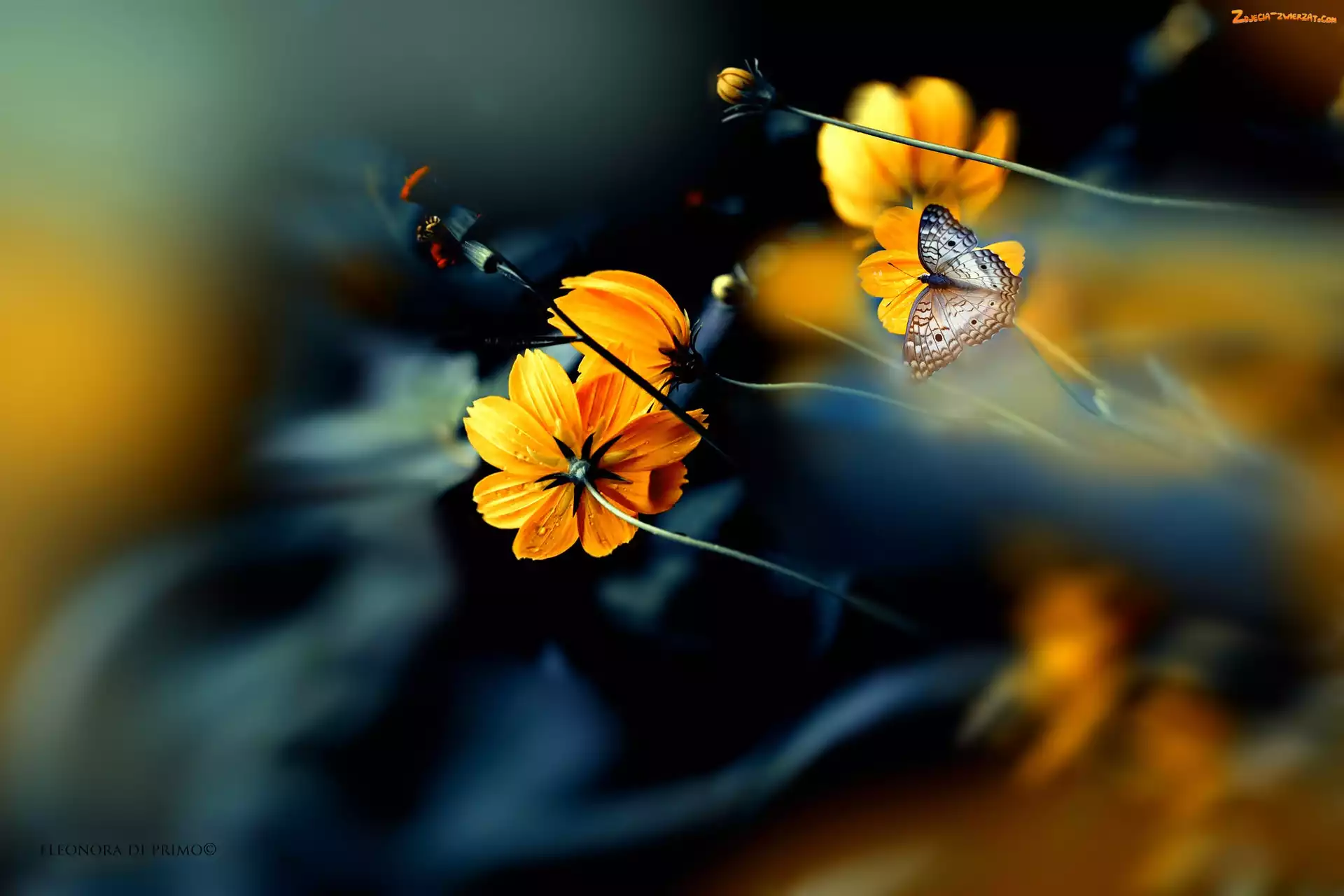 Kosmea, Anartia jatrophae, Kwiaty, Motyl