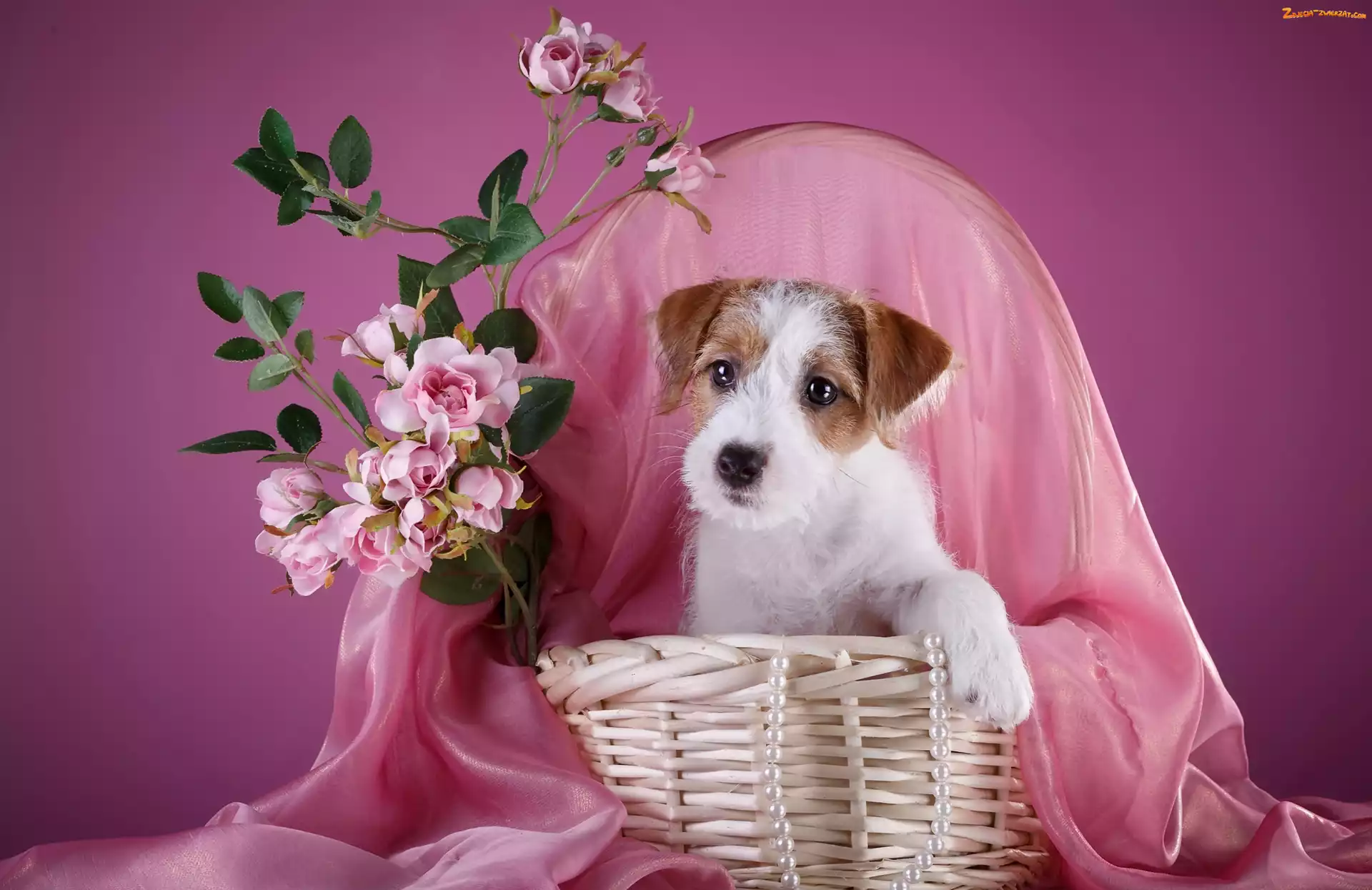 Kwiatki, Kosz, Szczeniak, Pies, Jack Russell terrier