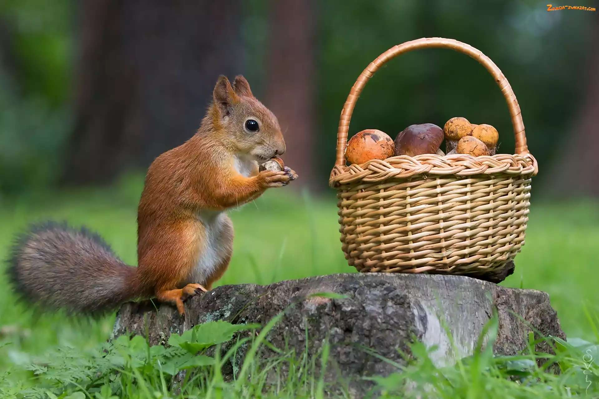 Kosz, Kamień, Wiewiórka, Grzyby