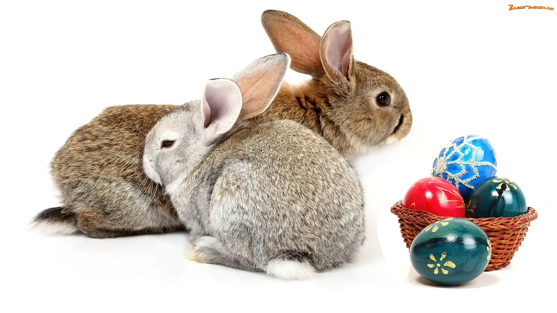 Króliki, Koszyczek, Pisanek