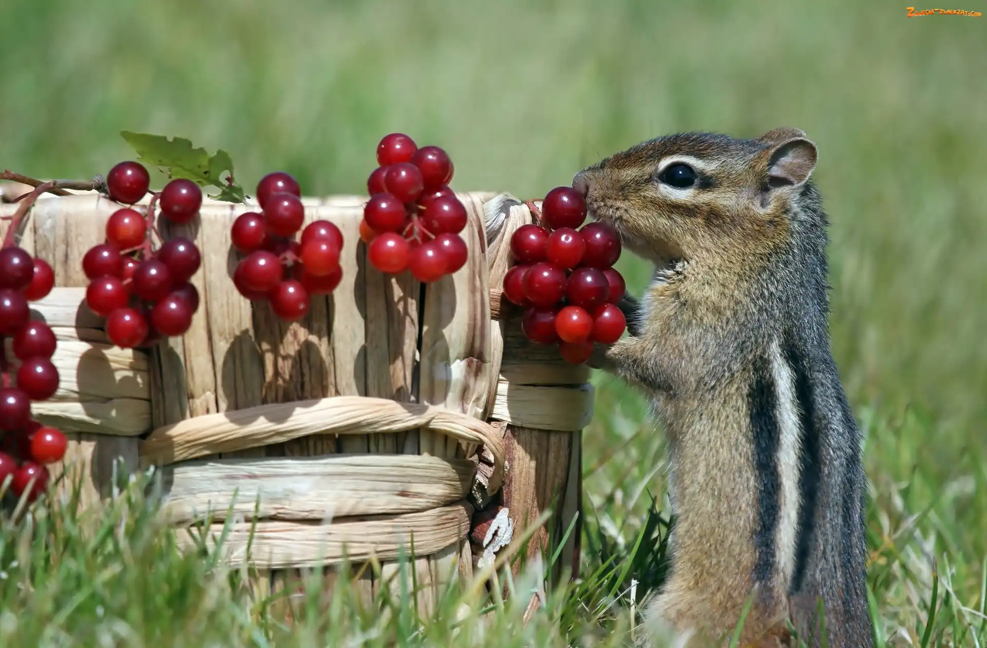 Koszyk, Trawa, Chipmunk, Jagody