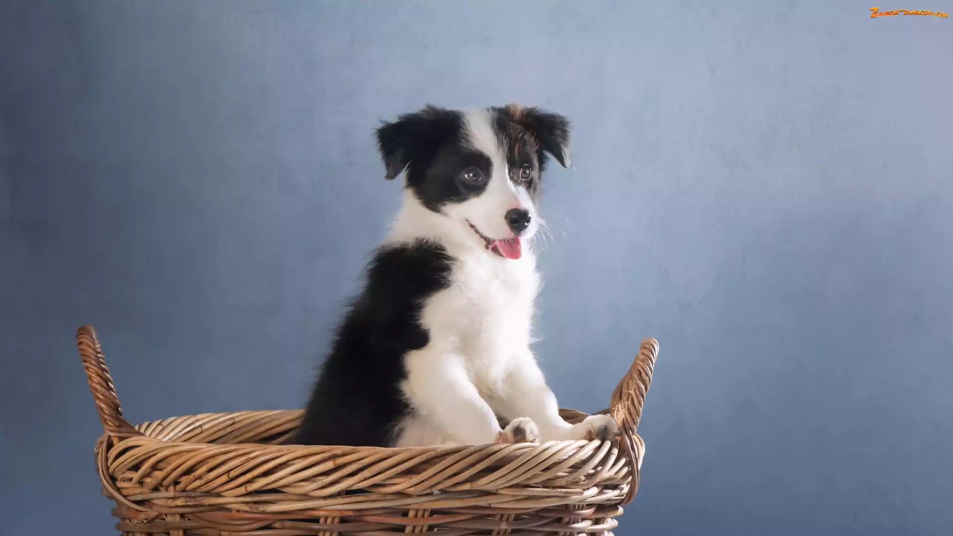 Koszyk, Border collie, Szczeniak