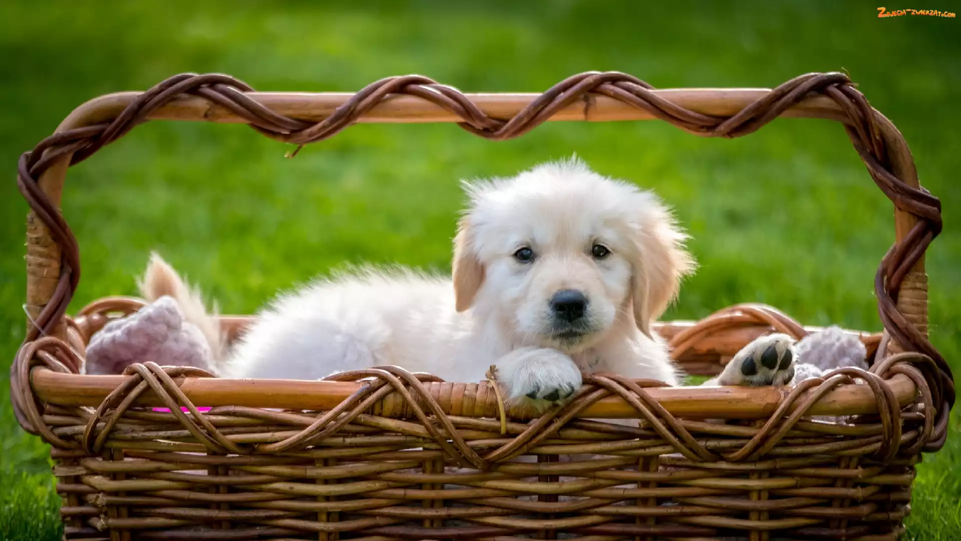 Koszyk, Szczeniak, Golden retriever