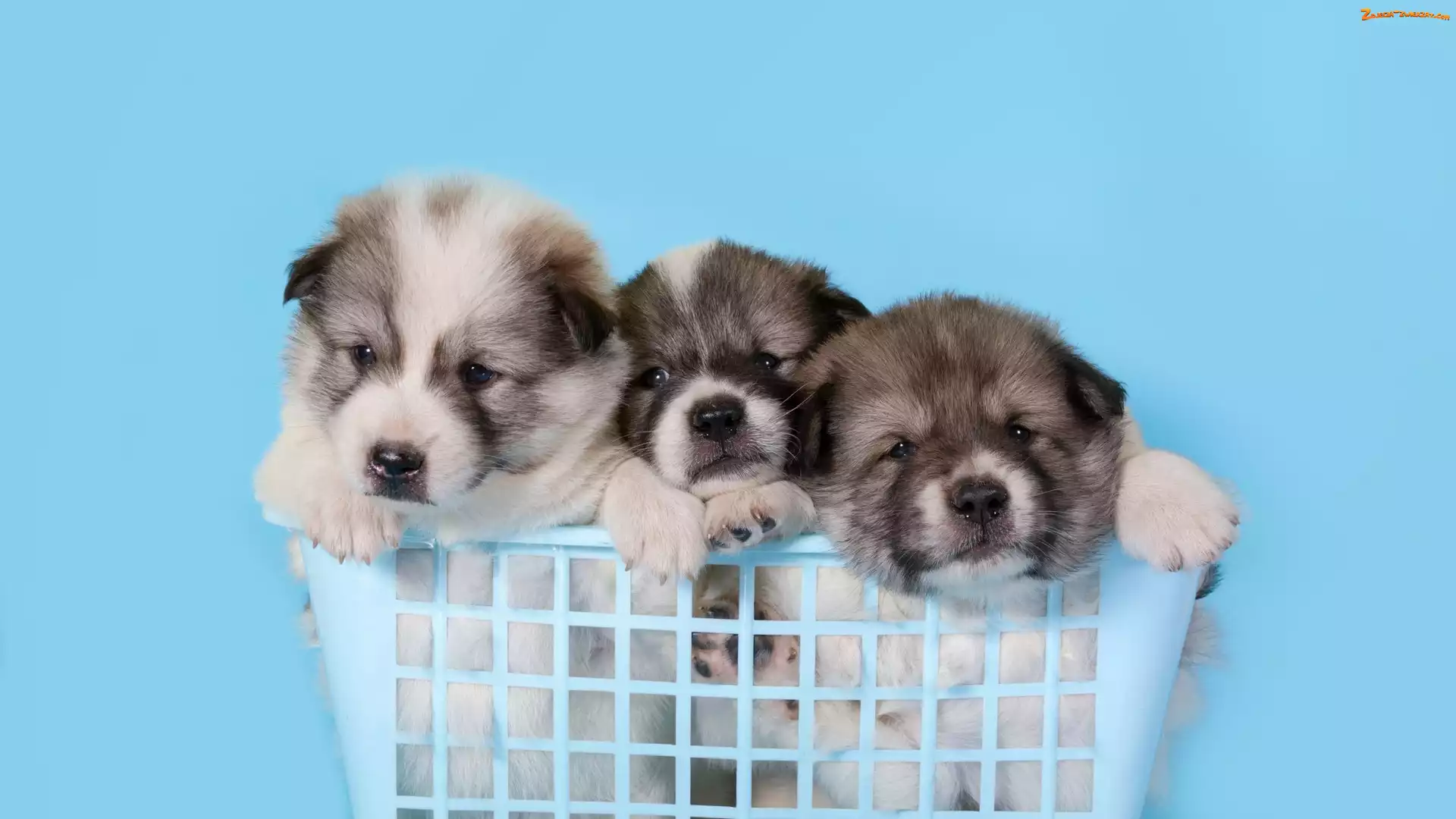 Koszyk, Akita, Psy, Trzy, Szczeniaki