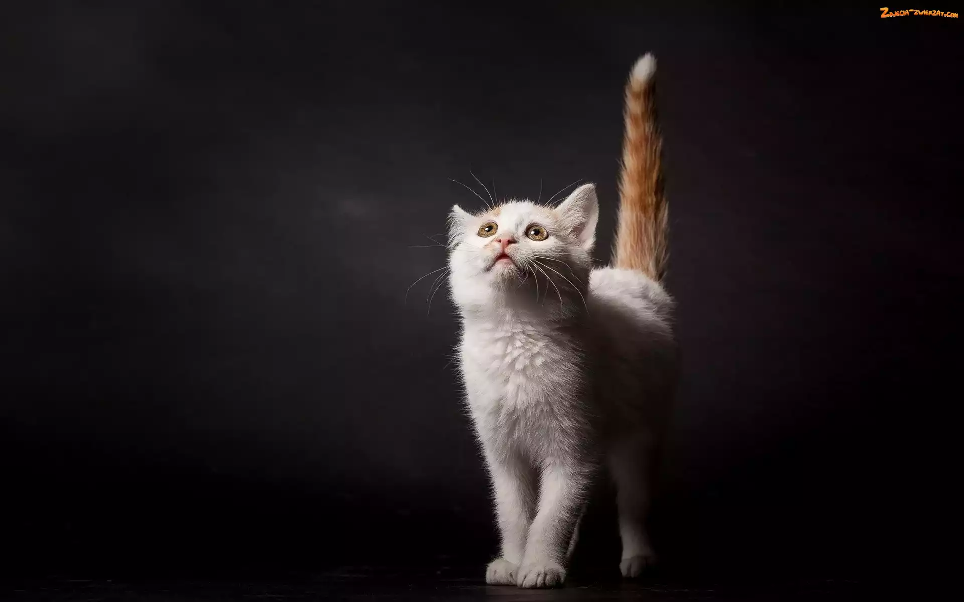 Kot