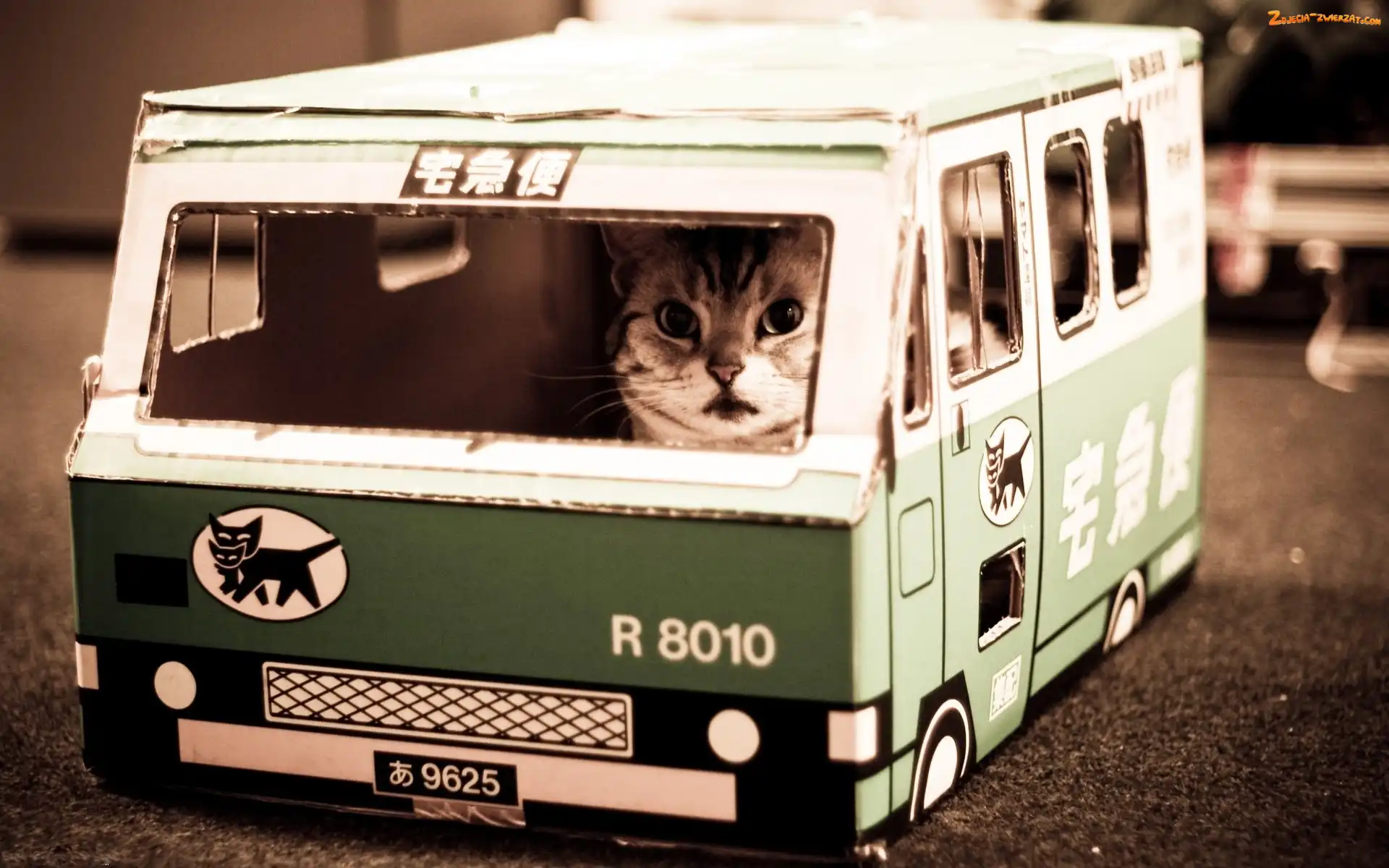 Kot, Autobus