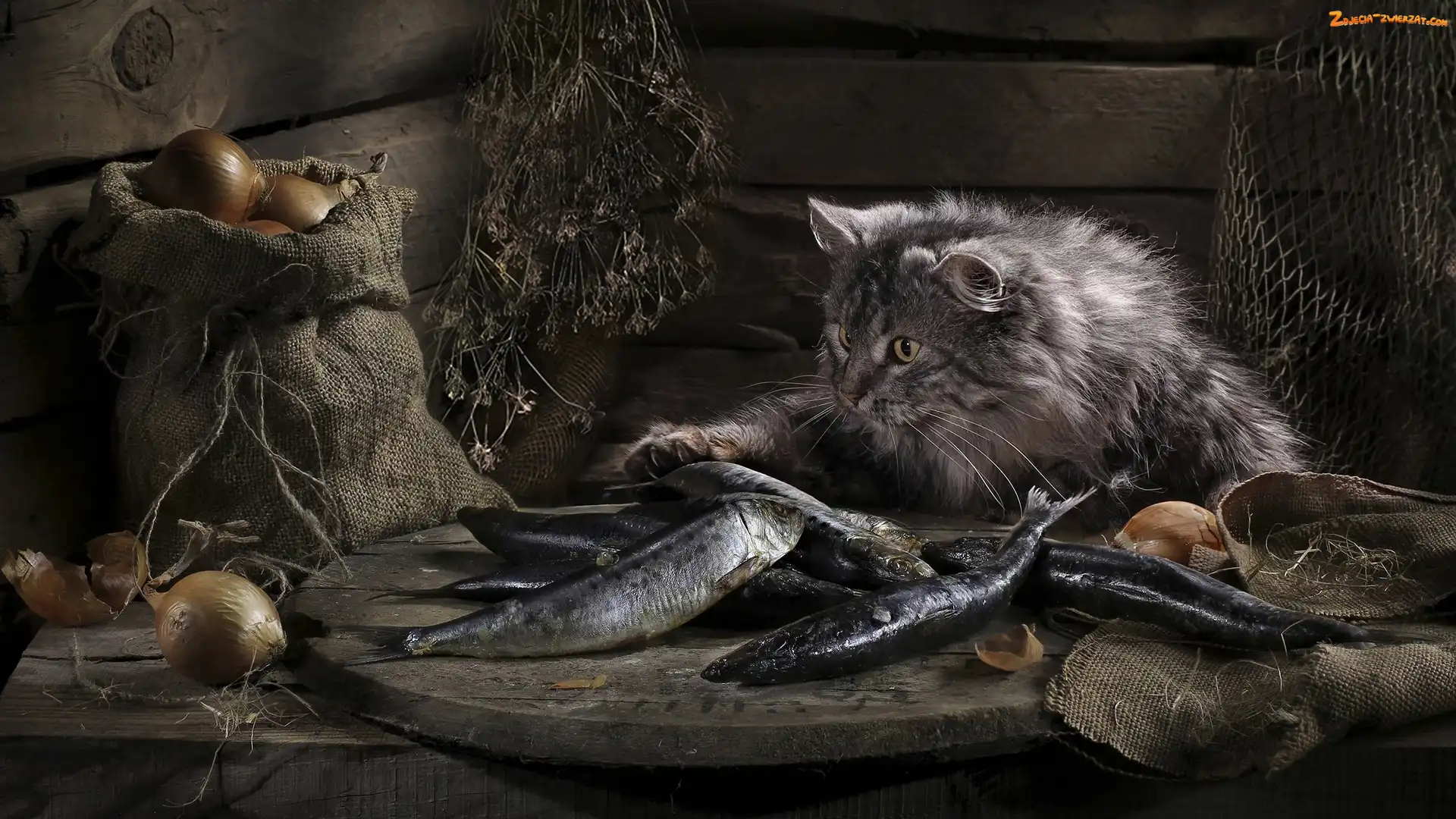 Cebula, Kot, Ryby