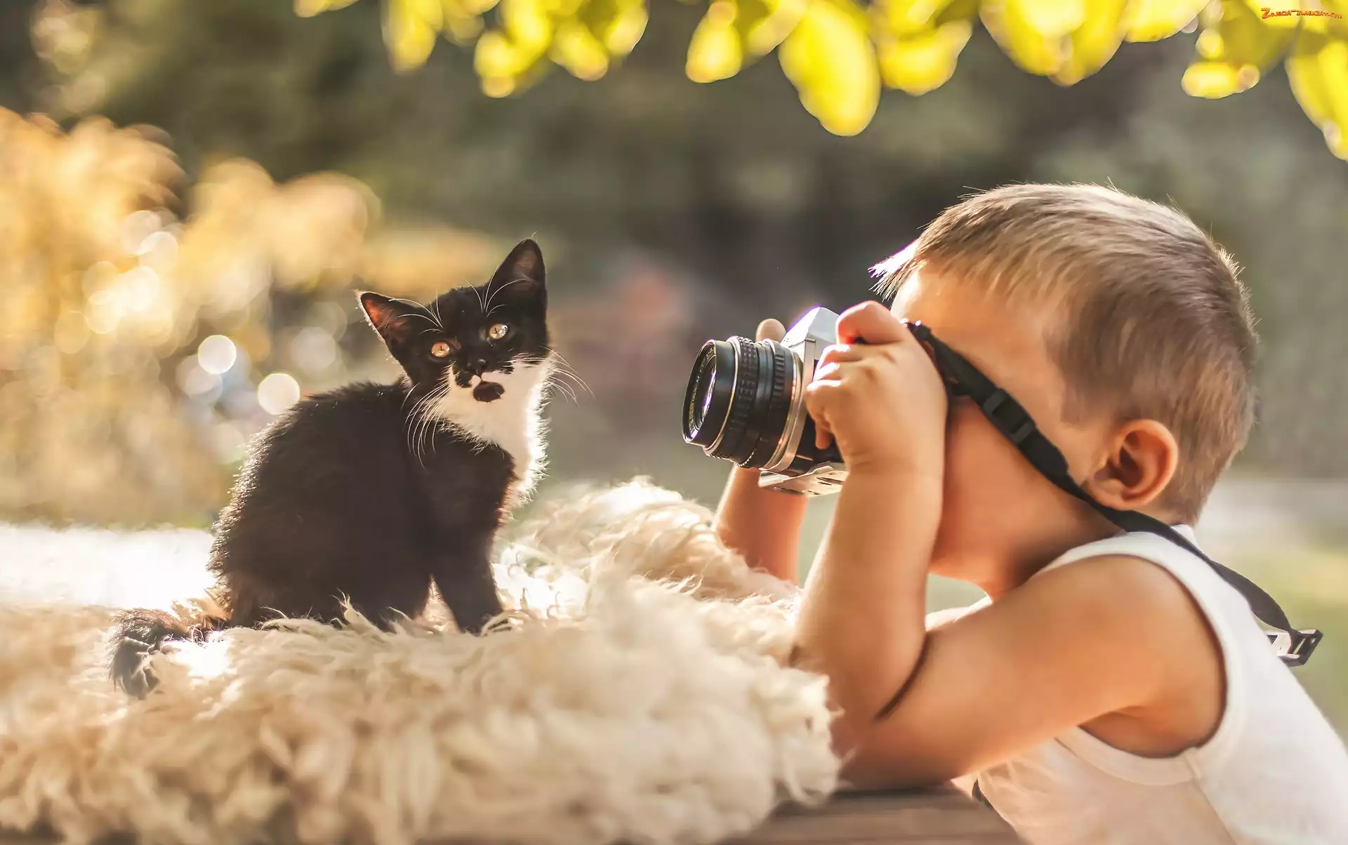 Kot, Dziecko, Fotograficzny, Aparat, Chłopiec, Kotek