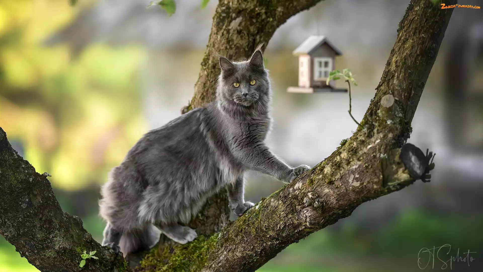 Szary, Kot, Drzewo, Maine coon