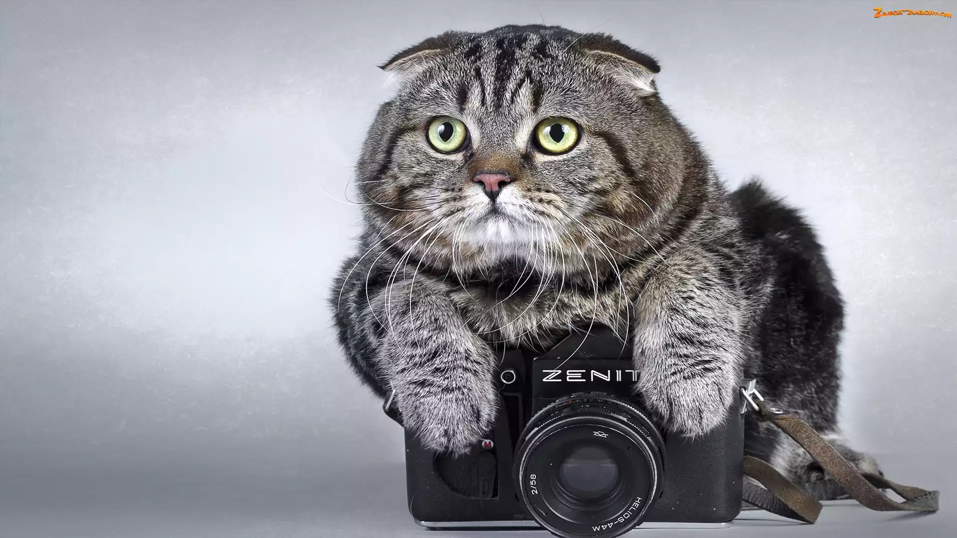 Fotograficzny, Kot, Aparat