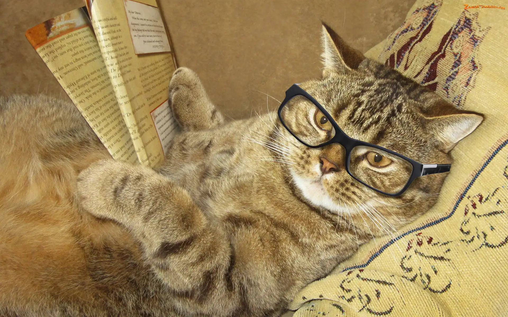 Gazeta, Kot, Okulary