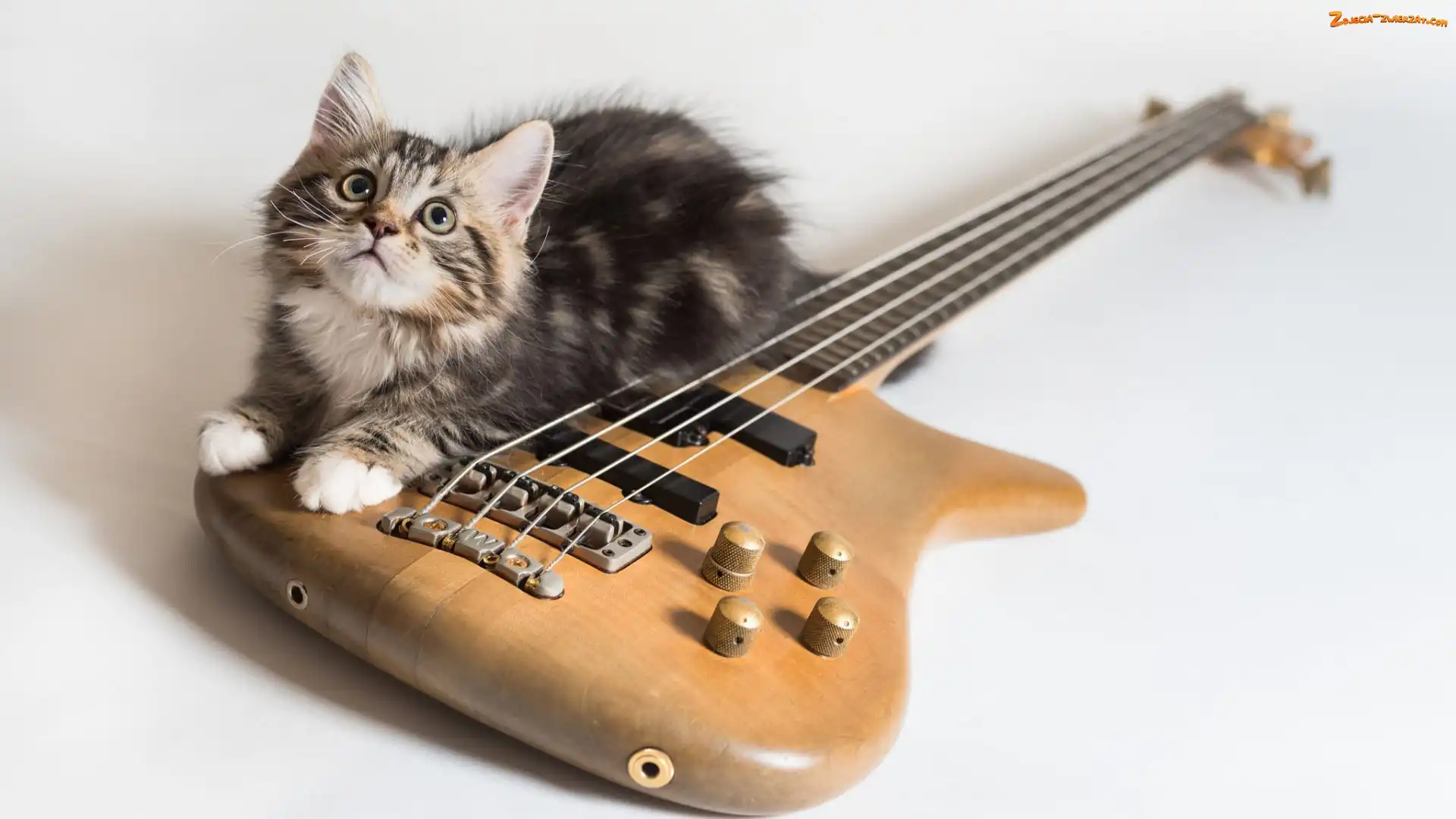 Kot, Gitara