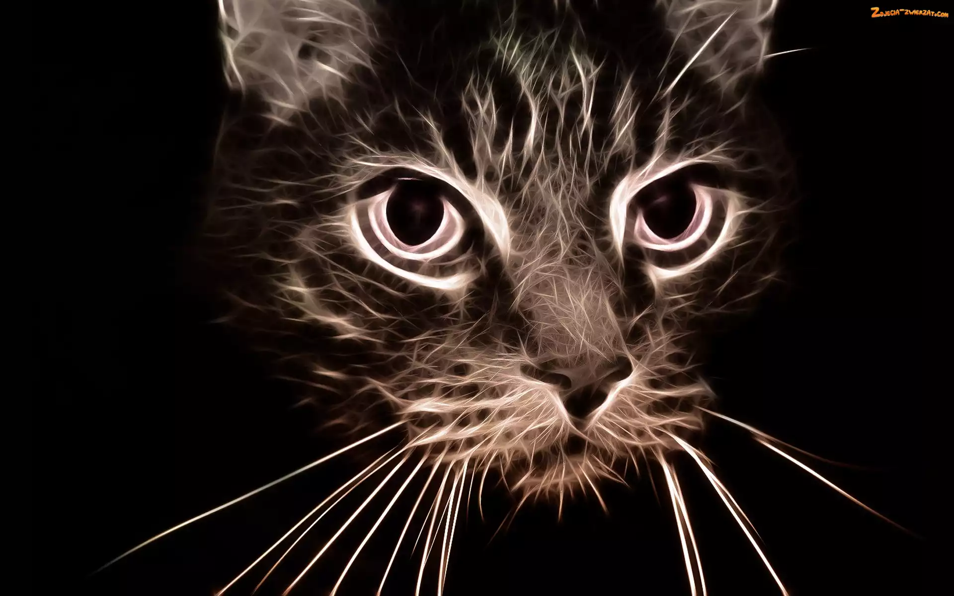 Kot, Fractalius